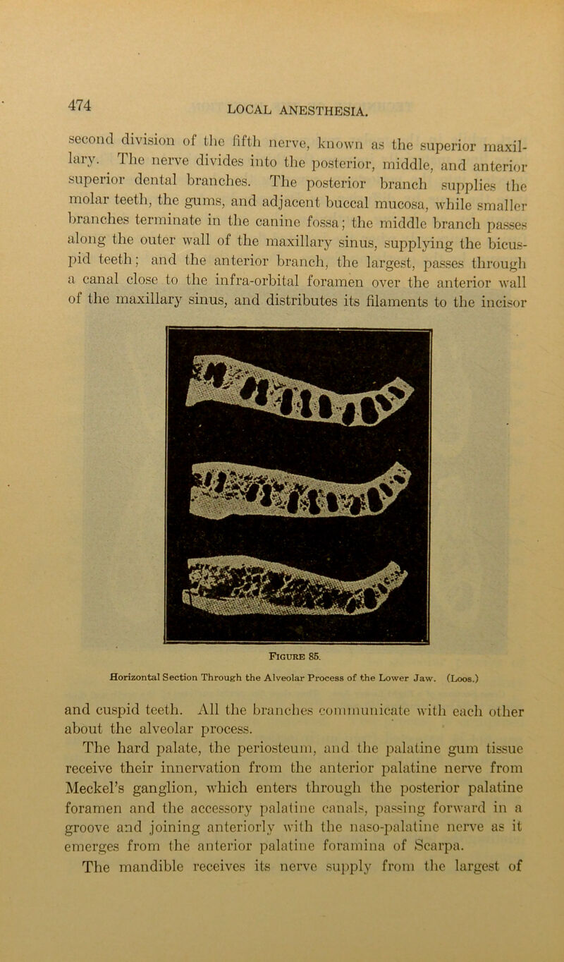 second division of the fifth nerve, known as the superior maxil- lary. ^ The nerve divides into the posterior, middle, and anterior siipeiioi dental branches. The posterior branch supplies the molai teeth, the gums, and adjacent buccal mucosa, while smaller branches terminate in the canine fossa; the middle branch pa.sses along the outer wall of the maxillary sinus, supplying the bicus- pid teeth; and the anterior branch, the largest, passes through a canal close to the infra-orbital foramen over the anterior wall of the maxillary sinus, and distributes its filaments to the incisor Figure 86. Horizontal Section Through the Alveolar Process of the Lower Jaw. (Loos.) and cuspid teeth. All the branches coniinunicate with each other about the alveolar process. The hard palate, the periosteum, and the palatine gum tissue receive their innervation from the anterior palatine nerve from Meckel’s ganglion, which enters through the posterior palatine foramen and the accessory palatine canals, passing forward in a groove and joining anteriorly with the naso-palatine nerve as it emerges from the anterior palatine foramina of Scarpa. The mandible receives its nerve sui)ply from the largest of