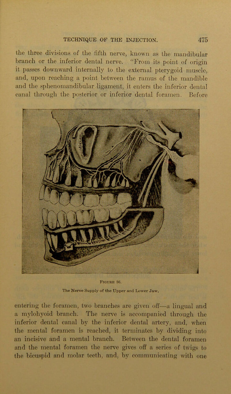 the three divisions of the fifth nerve, known as the mandibular branch or the inferior dental nerve. “From its point of origin it passes downward internally to the external pterygoid muscle, and, upon reaching a point between the ramus of the mandible and the sphenomandibular ligament, it enters the inferior dental canal through the posterior or inferior dental foramen. Before Figure 86. The Nerve Supply of the Upper and Lower Jaw. entering the foramen, two branches are given off—a lingual and a mylohyoid branch. The nerve is accompanied through the inferior dental canal by the inferior dental artery, and, when the mental foramen is reached, it terminates by dividing into an incisive and a mental branch. Between the dental foramen and the mental foramen the nerve gives off a series of twigs to the bicuspid and molar teeth, and, by communicating with one