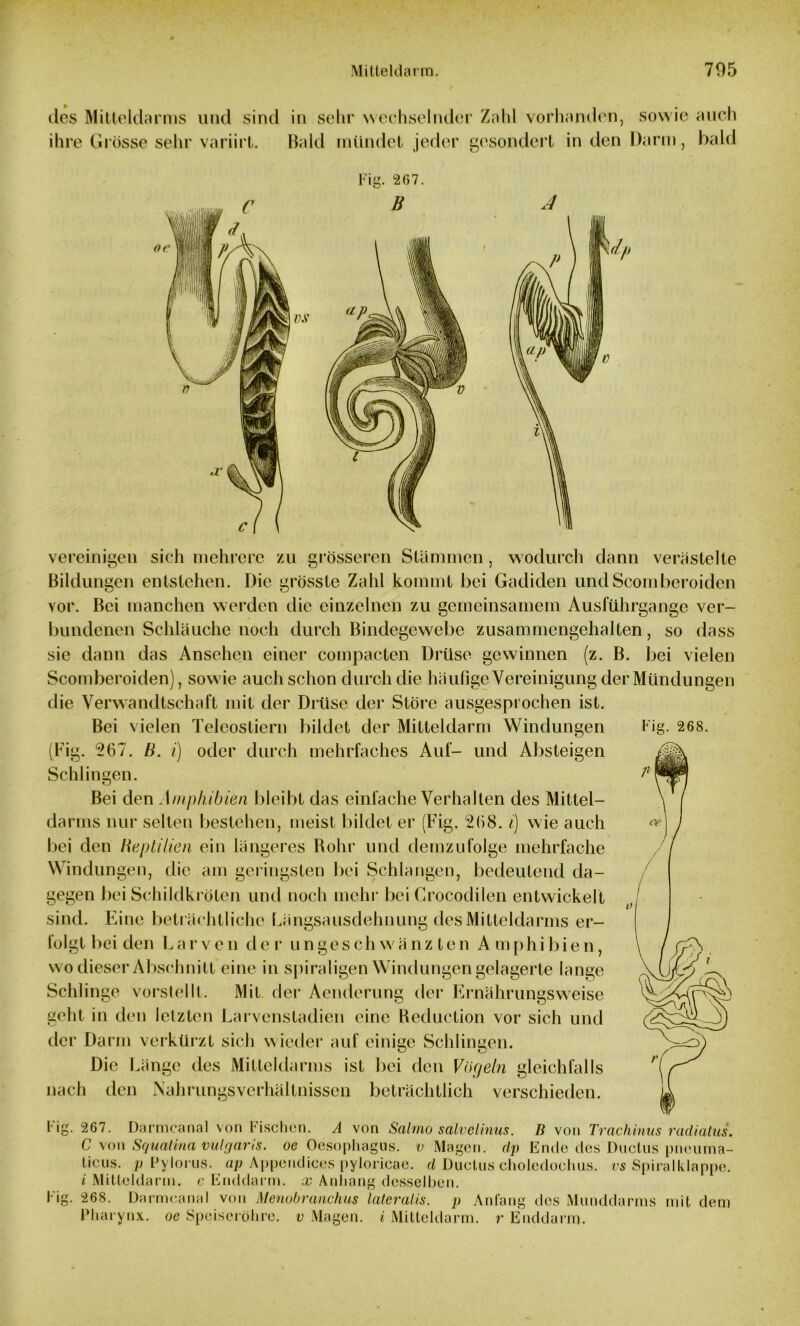 des Mitteldarms und sind ihre Grösse sehr variirt. in sehr wechselnder Zahl vorhanden, sowie auch Bald mündet jeder gesondert in den Darm, bald Fig. 2G7. vereinigen sich mehrere zu grösseren Stämmen, wodurch dann verästelte Bildungen entstehen. Die grösste Zahl kommt bei Gadiden undScombcroiden vor. Bei manchen werden die einzelnen zu gemeinsamem Ausführgange ver- bundenen Schläuche noch durch Bindegewebe zusammengehalten, so dass sie dann das Ansehen einer compacten Drüse gewinnen (z. B. bei vielen Scomberoiden), sowie auch schon durch die häufige Vereinigung der Mündungen die Verwandtschaft mit der Drüse der Störe ausgesprochen ist. Bei vielen Teleostiern bildet der Mitteldarm Windungen Fig. 268. (Fig. 267. B. i) oder durch mehrfaches Auf- und Absteigen Schlingen. Bei den Amphibien bleibt das einfache Verhalten des Mittel- darms nur selten bestehen, meist bildet er (Fig. 268. i) wie auch bei den Reptilien ein längeres Rohr und demzufolge mehrfache Windungen, die am geringsten bei Schlangen, bedeutend da- gegen bei Schildkröten und noch mehr bei Crocodilen entwickelt sind. Eine beträchtliche Längsausdehnung des Mitteldarms er- folgt bei den L a r v e n d er u n g e s c h w ä n z t e n A m p h i b i e n, wo dieser Abschnitt eine in spiraligen Windungen gelagerte lange Schlinge vorstellt. Mit der Aenderung der Ernährungsweise geht in den letzten Larvenstadien eine Reduction vor sich und der Darm verkürzt sich wieder auf einige Schlingen. Die Länge des Mitteldarms ist bei den Vögeln gleichfalls nach den Nahrungsverhältnissen beträchtlich verschieden. Fig. 267. Darmcanal von Fischen. A von Salmo salvelinus. D von Trachinus radiatus. C von Squalina vulgaris, oe Oesophagus, v Magen, dp Ende des Ductus pneuma- Licus. p Pylorus. ap Appendices pylorieae. d Ductus choledoehus. cs Spiralklappe. i Mitteldann. c Enddarm, x Anhang desselben. Fig. 268. Darmcanal von Menobranckus lateralis, p Anfang des Munddarms mit dem Pharynx, oe Speiseröhre, v Magen, i Mitteldarm, r Enddarm.