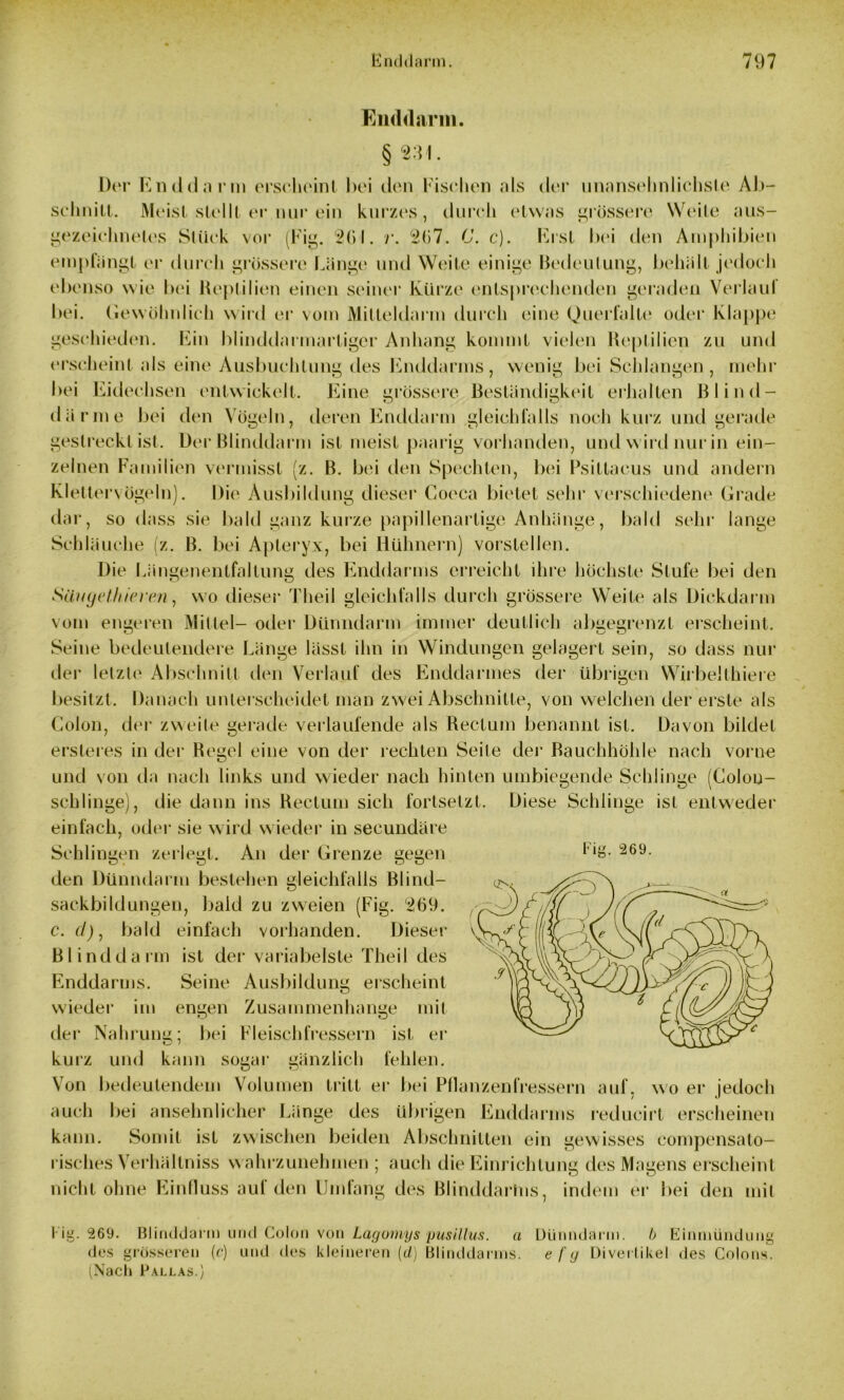 Enddarm. § 231. Der End dann erscheint bei den Fischen als der unansehnlichste Ab- schnitt. Meist stellt er nur ein kurzes, durch etwas grossere Weile aus- gezeichnetes Stück vor (Fig. 261. r. 267. C. c). Erst bei den Amphibien empfängt er durch grössere Länge und Weite einige Bedeutung, behält jedoch ebenso wie bei Reptilien einen seiner Kürze entsprechenden geraden Verlauf bei. Gewöhnlich wird er vom Milleidarm durch eine Querfalte oder Klappe gesc hieden. Ein blinddarmartiger Anhang kommt vielen Reptilien zu und erscheint als eine Ausbuchtung des Emldarms, wenig bei Schlangen, mehr bei Eidechsen entwickelt. Eine grössere Beständigkeit erhalten Blind- därme bei den Vögeln, deren Enddarm gleichfalls noch kurz und gerade gestreckt ist. Der Blinddarm ist meist paarig vorhanden, und wird nur in ein- zelnen Familien vermisst (z. B. bei den Spechten, bei Psittacus und andern Klettervögeln). Die Ausbildung dieser Coeca bietet sehr verschiedene Grade dar, so dass sie bald ganz kurze papillenartige Anhänge, bald sehr lange Schläuche (z. B. bei Apleryx, bei Hühnern) vorstellen. Die Längenentfaltung des Enddarms erreicht ihre höchste Stufe bei den 8ihtgethieren, wo dieser Theil gleichfalls durch grössere WTeite als Dickdarm vom engeren Mittel- oder Dünndarm immer deutlich absegrenzl erscheint. Seine bedeutendere Länge lässt ihn in Windungen gelagert sein, so dass nur der letzte Abschnitt den Verlauf des Enddarmes der übrigen Wirbeilhiere besitzt. Danach unterscheidet man zwei Abschnitte, von welchen der erste als Colon, der zweite gerade verlaufende als Rectum benannt ist. Davon bildet ersteres in der Regel eine von der rechten Seite der Bauchhöhle nach vorne und von da nach links und wieder nach hinten umbiegende Schlinge (Colou- schlinge), die dann ins Rectum sich fortsetzt. Diese Schlinge ist entweder einfach, oder sie wird wieder in secundäre Schlingen zerlegt. An der Grenze gegen l 269- den Dünndarm bestehen gleichfalls Blind- sackbildungen, bald zu zweien (Fig. 269. c. d), bald einfach vorhanden. Dieser Blinddarm ist der variabelste Theil des Enddarms. Seine Ausbildung erscheint wieder im engen Zusammenhänge mit der Nahrung; bei Fleischfressern ist er kurz und kann sogar gänzlich fehlen. Von bedeutendem Volumen tritt er bei Pflanzenfressern auf, wo er jedoch auch bei ansehnlicher Länge des übrigen Enddarms reducirt erscheinen kann. Somit ist zwischen beiden Abschnitten ein gewisses eompensato- risches Verhältniss wahrzunehmen ; auch die Einrichtung des Magens erscheint nicht ohne Einfluss auf den Umfang des Blinddarhis, indem er bei den mit Kig. 269. Blinddarm und Colon von Lagornys pusillus. a Dünndarm, b Einmündung des grösseren (c) und des kleineren (d) Blinddarms, e f g Divertikel des Colons. (Nach Pallas.)