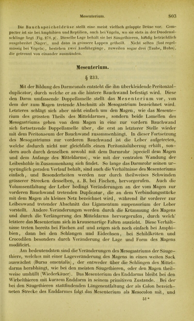 Die Bauchspeicheldrüse stellt eine meist vielfach gelappte Drüse vor. Com- pacter ist sie bei Amphibien und Reptilien, auch beiVögeln, wo sie stets in der Duodena 1- schlinge liegt (Fig. 27 t. p]. Dieselbe Lage behält sie bei Säugethieren, lüitifig beträchtlich ausgebreitet (Nager), und dann in grössere Lappen getheilt. Nicht selten (fast regel- mässig bei Vögeln), bestehen zwei Ausführgänge, zuweilen sogar drei (Taube, Huhn), die getrennt von einander ausmünden. Mesenterium. § 233. Mit der Bildung des Darmcanals entsteht die ihn überkleidende Peritonäal- duplicatur, durch welche er an die hintere Bauchwand befestigt wird. Diese den Darm umfassende Doppellamelle stellt das Mesenterium vor, von dem der zum Magen tretende Abschnitt als Mesogastrium bezeichnet wird. Letzteres schlägt sich aber nicht einfach um den Magen, wie das Mesente- rium des grössten Theils des Mitteldarmes, sondern beide Lamellen des Mesogaslriums gehen von dem Magen in eine zur vordem Bauchwand sich fortsetzende Doppellamelle über, die erst an letzterer Stelle wieder mit dem Peritonaeum der Bauchwand zusammenhängt. In dieser Fortsetzung des Mesogaslriums zur vorderen Bauchwand ist die Leber aufgetreten, welche dadurch nicht nur gleichfalls einen Peritonäalüberzug erhält, son- dern auch durch denselben sowohl mit dem Darmrohr (speciell dein Magen und dein Anfänge des Mitteldarms), wie mit der ventralen Wandung der Leibeshöhle in Zusammenhang sich findet. So lange das Darmrohr seinen ur- sprünglich geraden Verlauf behält, sind auch die Verhältnisse des Mesenteriums einfach, und Besonderheiten werden nur durch theilweises Schwinden grösserer Strecken desselben, z. B. bei Fischen, hervorgerufen. Auch die Volumsentfaltung der Leber bedingt Veränderungen an der vom Magen zur vorderen Bauch wand tretenden Duplicatur, die an dem Verbindungsstücke mit dem Magen als kleines Netz bezeichnet wird, während ihr vorderer zur Leibeswand tretender Abschnitt das Ligamentum Suspensorium der Leber vorstellt. Andere Veränderungen werden durch die Krümmung des Magens und durch die Verlängerung des Mitteldarms hervorgerufen, durch welch1 letztere das Mesenterium sich in krausenartige Falten auszieht. Diese Verhält- nisse treten bereits bei Fischen auf und zeigen sich noch einfach bei Amphi- bien, dann bei den Schlangen und Eidechsen, bei Schildkröten und Crocodilen besonders durch Veränderung der Lage und Form des Magens modificirt. Am bedeutendsten sind die Veränderungen des Mesogaslriums derSäuge- thiere, welches mit einer Lageveränderung des Magens in einen weiten Sack auswächst (Bursa omentalis) , der entweder über die Schlingen des Mittel- darms herabhängt, wie bei den meisten Säugethieren, oder den Magen tlieil- weise umhüllt (Wiederkäuer). Das Mesenterium des Enddarms bleibt bei den Wirbelthieren mit kurzem Enddarm in seinem primitiven Zustande. Bei der bei den Säugethieren stattfindenden Längenentfaltung der als Colon bezeich- nten Strecke des Enddarmes folgt das Mesenterium als Mesocolon mit, und