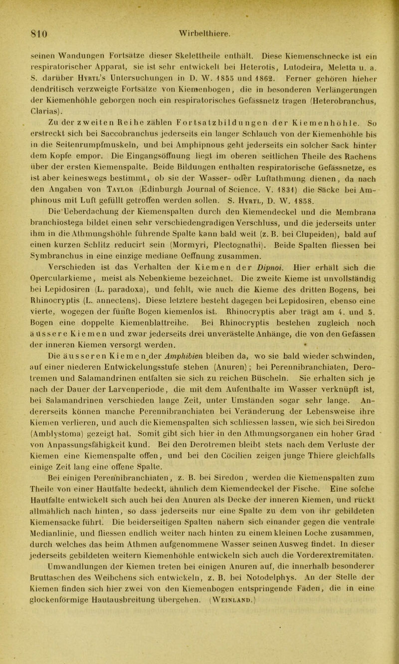 seinen Wandungen Fortsätze dieser Skelettheile enthält. Diese Kiemenschnecke ist ein respiratorischer Apparat, sie ist sehr entwickelt bei Heterotis, Lutodeira, Meletta u. a. S. darüber Hyrtl’s Untersuchungen in D. W. 1 855 und 1862. Ferner gehören hieher dendritisch verzweigte Fortsätze von Kienaenbogen, die in besonderen Verlängerungen der Kiemenhöhle geborgen noch ein respiratorisches Gefässnetz tragen (Heterobranchus, Glarias). Zu der zweiten Reihe zählen Fortsatzbildungen der Kiemenhöhle. So erstreckt sich bei Saccobranchus jederseits ein langer Schlauch von der Kiemenhöhle bis in die Seitenrumpfmuskeln, und bei Amphipnous geht jederseits ein solcher Sack hinter dem Kopfe empor. Die Eingangsöffnung liegt im oberen seitlichen Theile des Rachens über der ersten Kiemenspalte. Beide Bildungen enthalten respiratorische Gefässnetze, es ist aber keineswegs bestimmt, ob sic der Wasser- oder Luftathmurtg dienen, da nach den Angaben von Taylor (Edinburgh Journal of Science. V. 1831) die Säcke bei Am- phinous mit Luft gefüllt getroffen werden sollen. S. Hyrtl, D. W. 1858. Die Ueberdachung der Kiemenspalten durch den Kiemendeckel und die Membrana branchiostega bildet einen sehr versebiedengradigen Verschluss, und die jederseits unter ihm in die Athmungshöhle führende Spalte kann bald weit (z. B. bei Clupeiden), bald auf einen kurzen Schlitz reducirt sein (Mormyri, Plectognathi). Beide Spalten fliessen bei Symbranchus in eine einzige mediane Oeffnung zusammen. Verschieden ist das Verhalten der Kiemen der Dipnoi. Hier erhält sich die Opercularkieme, meist als Nebenkieme bezeichnet. Die zweite Kieme ist unvollständig bei Lepidosiren (L. paradoxa), und fehlt, wie auch die Kieme des dritten Bogens, bei Rhinocryptis (L. annectens). Diese letztere besteht dagegen bei Lepidosiren, ebenso eine vierte, wogegen der fünfte Bogen kiemenlos ist. Rhinocryptis aber trägt am 4. und 5. Bogen eine doppelte Kiemenblattreihe. Bei Rhinocryptis bestehen zugleich noch äussere Kiemen und zwar jederseits drei unverästelte Anhänge, die von denGefässen der inneren Kiemen versorgt werden. Die äusseren Kieme n der Amphibien bleiben da, wo sie bald wieder schwinden, auf einer niederen Entwickelungsstufe stehen (Anuren); bei Perennibranchiaten, Dero- treinen und Salamandrinen entfalten sie sich zu reichen Büscheln. Sie erhalten sich je nach der Dauer der Larvenperiode, die mit dem Aufenthalte im Wasser verknüpft ist, bei Salamandrinen verschieden lange Zeit, unter Umständen sogar sehr lange. An- dererseits können manche Perennibranchiaten bei Veränderung der Lebensweise ihre Kiemen verlieren, und auch die Kiemenspalten sich schliessen lassen, wie sich beiSiredon (Amblystoma) gezeigt hat. Somit gibt sich hier in den Athmungsorganen ein hoher Grad von Anpassungsfähigkeit kund. Bei den Derotremen bleibt stets nach dem Verluste der Kiemen eine Kiemenspalte offen, und bei den Göcilien zeigen junge Thiere gleichfalls einige Zeit lang eine offene Spalte. Bei einigen Perennibranchiaten, z. B. bei Siredon, werden die Kiemenspalten zum Theile von einer Hautfalte bedeckt, ähnlich dem Kiemendeckel der Fische. Eine solche Hautfalte entwickelt sich auch bei den Anuren als Decke der inneren Kiemen, und rückt allmählich nach hinten, so dass jederseits nur eine Spalte zu dem von ihr gebildeten Kiemensacke führt. Die beiderseitigen Spalten nähern sich einander gegen die ventrale Medianlinie, und tliessen endlich weiter nach hinten zu einem kleinen Loche zusammen, durch welches das beim Athmen aufgenommene Wasser seinen Ausweg findet, ln dieser jederseits gebildeten weitern Kiemenhöhle entwickeln sich auch die Vorderextremitäten. Umwandlungen der Kiemen treten bei einigen Anuren auf, die innerhalb besonderer Bruttaschen des Weibchens sich entwickeln, z. B. bei Notodelphys. An der Stelle der Kiemen finden sich hier zwei von den Kiemenbogen entspringende Fäden, die in eine glockenförmige Hautausbreitung übergehen. (Weinland.)