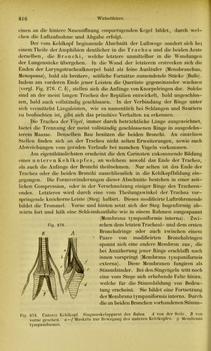 einen an die hintere Nasenöffnung emporragenden Kegel bildet, durch wel- chen die Luftaufnahme und Abgabe erfolgt. Der vom Kehlkopf beginnende Abschnitt der Luftwege sondert sich bei einem Theile der Amphibien deutlicher in die T rachea und die beiden Aeste derselben, die Bronchi, welche letztere unmittelbar in die Wandungen der Lungensäcke übergehen. In die Wand der letzteren erstrecken sich die Enden der Laryngotrachealknorpel bald als feine Ausläufer (Menobranchus, Menopoma), bald als breitere, seitliche Fortsätze aussendende Stücke (Bufo). Indem am vorderen Ende jener Leisten die Queräste gegeneinander wachsen (vergl. Fig. 276. C. 5)f stellen sich die Anfänge von Knorpelringen dar. Solche sind an der meist langen Trachea der Beptilien entwickelt, bald ungeschlos- sen, bald auch vollständig geschlossen. In der Verbindung der Binge unter sich vermittelst Längsleisten, wie es namentlich bei Schlangen und Sauriern zu beobachten ist, gibt sich das primitive Verhalten zu erkennen. Die Trachea der Vögel, immer durch beträchtliche Länge ausgezeichnet, bietet die Trennung der meist vollständig geschlossenen Ringe in ausgedehn- terem Maasse. Denselben Bau besitzen die beiden Bronchi. An einzelnen Stellen finden sich an der Trachea nicht selten Erweiterungen, sowie auch Abweichungen vom geraden Verlaufe bei manchen Vögeln Vorkommen. Am eigenthümlichsten erscheint die den Carinaten zukommende Bildung eines unteren Kehlkopfes, an welchem sowohl das Ende der Trachea, als auch die Anfänge der Bronchi theilnehmen. Nur selten ist das Ende der Trachea oder die beiden Bronchi ausschliesslich in die Kehlkopfbildung ein- gegangen. Die Formveränderungen dieser Abschnitte bestehen in einer seit- lichen Compression, oder in der Verschmelzung einiger Ringe des Tracheen- endes. Letzteres wird durch eine vom Theilungswinkel der Trachea vor- springende knöcherne Leiste (Steg) halbirt. Dieses modificirte Luftröhrenende bildet die Trommel. Vorne und hinten setzt sich der Steg bogenförmig ab- wärts fort und hält eine Schleimhautfalte wie in einem Rahmen ausgespannt (Membrana tympaniformis interna). Zwi- schen dem letzten Trachea!- und dem ersten Fig. 278. ß. A. Bronchairinge oder auch zwischen einem Paare von modificirten Bronchal ringen spannt sich eine andere Membran aus, die bei Annäherung jener Ringe erschlafft nach innen vorspringt (Membrana tympaniformis externa). Diese Membranen fungiren als Stimmbänder. Bei den Singvögeln tritt noch eine vom Stege sich erhebende Falte hinzu, welche für die Stimmbildung von Bedeu- tung erscheint. Sie bildet eine Fortsetzung der Membrana tympaniformis interna. Durch die an beiden Bronchen vorhandenen Stimm- Pig 278. Unterer Kehlkopf. Singmiiskelapparat des Raben A von der Seite, B von vorne gesehen, a—f Muskeln zur Bewegung des unteren Kehlkopfes, g Membrana tympaniformis.