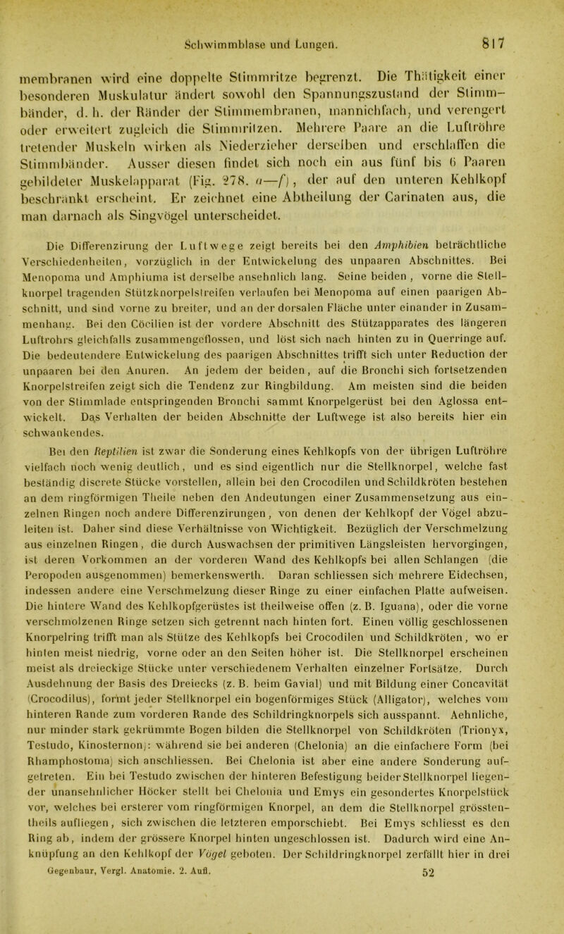 inembranen wird eine doppelte Stimmritze begrenzt. Die Thätigkeit einer besonderen Muskulatur ändert sowohl den Spannungszustand der Stimm- bänder, d. h. der Ränder der Slimmembranen, mannichfach, und verengert oder erweitert zugleich die Stimmritzen. Mehrere Paare an die Luftröhre tretender Muskeln wirken als Niederzieher derselben und erschlaffen die Stimmbänder. Ausser diesen findet sich noch ein aus fünf bis (i Paaren gebildeter Muskelapparat (Fig. 278. a—f) , der auf den unteren Kehlkopf beschränkt erscheint. Er zeichnet eine Abtheilung der Carinaten aus, die man darnach als Singvögel unterscheidet. Die Differenzirung der Luftwege zeigt bereits bei den Amphibien beträchtliche Verschiedenheiten, vorzüglich in der Entwickelung des unpaaren Abschnittes. Bei Menopoma und Amphiuma ist derselbe ansehnlich lang. Seine beiden , vorne die SieII- knorpel tragenden Stützknorpelslreifen verlaufen bei Menopoma auf einen paarigen Ab- schnitt, und sind vorne zu breiter, und an der dorsalen Fläche unter einander in Zusam- menhang. Bei den Cöcilien ist der vordere Abschnitt des Stützapparates des längeren Luftrohrs gleichfalls zusammengcflossen, und löst sich nach hinten zu in Querringe auf. Die bedeutendere Entwickelung des paarigen Abschnittes trifft sich unter Reduction der unpaaren bei den Anuren. An jedem der beiden, auf die Bronchi sich fortsetzenden Knorpelstreifen zeigt sich die Tendenz zur Ringbildung. Am meisten sind die beiden von der Stimmlade entspringenden Bronchi sammt Knorpelgerüst bei den Aglossa ent- wickelt. Das Verhalten der beiden Abschnitte der Luftwege ist also bereits hier ein schwankendes. Bei den Reptilien ist zwar die Sonderung eines Kehlkopfs von der übrigen Luftröhre vielfach noch wenig deutlich, und es sind eigentlich nur die Stellknorpel, welche fast beständig discrete Stücke vorstellen, allein bei den Crocodilen und Schildkröten bestehen an dem ringförmigen Theile neben den Andeutungen einer Zusammensetzung aus ein- zelnen Ringen noch andere Differenzirungen, von denen der Kehlkopf der Vögel abzu- leiten ist. Daher sind diese Verhältnisse von Wichtigkeit. Bezüglich der Verschmelzung aus einzelnen Ringen, die durch Auswachsen der primitiven Längsleisten hervorgingen, ist deren Vorkommen an der vorderen Wand des Kehlkopfs bei allen Schlangen (die Peropoden ausgenommen) bemerkenswerth. Daran schliessen sich mehrere Eidechsen, indessen andere eine Verschmelzung dieser Ringe zu einer einfachen Platte aufweisen. Die hintere Wand des Kehlkopfgerüstes ist theilweise offen (z. B. Iguana), oder die vorne verschmolzenen Ringe setzen sich getrennt nach hinten fort. Einen völlig geschlossenen Knorpelring trifft man als Stütze des Kehlkopfs bei Crocodilen und Schildkröten, wo er hinlen meist niedrig, vorne oder an den Seiten höher ist. Die Stellknorpel erscheinen meist als dreieckige Stücke unter verschiedenem Verhalten einzelner Fortsätze. Durch Ausdehnung der Basis des Dreiecks (z. B. beim Gavial) und mit Bildung einer Concavität (Crocodilus), formt jeder Stellknorpel ein bogenförmiges Stück (Alligator), welches vom hinteren Rande zum vorderen Rande des Schildringknorpels sich ausspannt. Aehnliche, nur minder stark gekrümmte Bogen bilden die Stellknorpel von Schildkröten (Trionyx, Testudo, Kinosternonj: während sie bei anderen (Chelonia) an die einfachere Form (bei Rhamphostoma) sich anschliessen. Bei Chelonia ist aber eine andere Sonderung auf- getreten. Ein bei Testudo zwischen der hinteren Befestigung beider Stellknorpel liegen- der unansehnlicher Höcker stellt bei Chelonia und Emys ein gesondertes Knorpelstück vor, welches bei erstercr vom ringförmigen Knorpel, an dem die Stellknorpel grössten- theils aufliegen, sich zwischen die letzteren emporschiebt. Bei Einys schliesst es den Ring ab, indem der grössere Knorpel hinten ungeschlossen ist. Dadurch wird eine An- knüpfung an den Kehlkopf der Vögel geboten. Der Schildringknorpel zerfällt hier in drei Gegenbaur, Vergl. Anatomie. 2. Aufl. 52