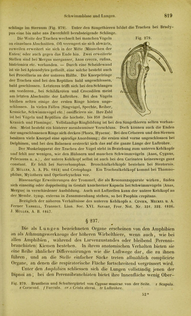 schlinge im Sternum (Fig. 279). Unter den Säugethieren bildet die Trachea bei Brady- pus eine bis nabe ans Zwerchfell herabsteigende Schlinge. Die Weile der Trachea wechselt bei manchen Vögeln Fig. 279. an einzelnen Abschnitten. Oft verengert sie sich abwärts, zuweilen erweitert sie sich in der Mitte (Männchen der Enten) oder auch gegen das Ende hin. Zwei erweiterte Stellen sind bei Mergus merganser, Anas crecca, rufina, histrionica etc. vorhanden. — Durch eine Scheidewand ist sie bei Aptenodytes getheilt, eine solche besteht auch bei Procellaria an der unteren Hälfte. Die Knorpelringe der Trachea sind bei den Reptilien bald ungeschlossen, bald geschlossen. Letzteres trifft sich bei den Schlangen am vorderen , bei Schildkröten und Crocodilen meist am letzten Abschnitte der Luftröhre. Bei den Vögeln bleiben selten einige der ersten Ringe hinten unge- schlossen. ln vielen Fällen (Singvögel, Spechte, Reiher, Kraniche, Schwimmvögel etc.) ossifficiren sie. Ihre Zahl ist bei Vögeln und Reptilien die höchste, bis 350 (beim Kranich und Flamingo). Vollständige Ringbildung ist bei den Säugethieren selten vorhan- den. Meist besteht ein hinterer membranöser Verschluss. Doch können auch die Enden der ungeschlossenen Ringe sich decken (Plioca, Hyaena). Bei den Cetaceen und den Sirenen besitzen viele Knorpel eine spiralige Anordnung; die ersten sind vorne ungeschlossen bei Delphinen, und bei den Balaenen erstreckt sich das auf die ganze Länge der Luftröhre. Der Muskelapparat der Trachea der Vögel steht in Beziehung zum unteren Kehlkopfe und fehlt nur wenigen, wie den Hühnern und manchen Schwimmvögeln (Anas, Cygnus, Peleeanus u. a.), der untere Kehlkopf selbst ist auch bei den Carinaten keineswegs ganz constant. Er fehlt bei Sarcorhamplius. Bronchialkehlköpfe bestehen bei Steatornis. (J. Müller, A. A. Pb. 1842) und Crotophaga Ein Trachealkehlkopf kommt bei Thamno- pliilus, Mviothera lind Opetiorhynchus vor. Blasenartige Erweiterungen der Trommel, die als Resonanzapparate wirken, finden sich einseitig oder doppelseitig in Gestalt knöcherner Kapseln bei Schwimmvögeln (Anas, Mergus) in verschiedener Ausbildung. Auch mit Luftzellen kann der untere Kehlkopf an der Membr. tymp. externa in Zusammenhang stehen, so bei Psophia crepitans. Bezüglich der näheren Verhältnisse des unteren Kehlkopfs s. Cuvier, Meckel u. A. Ferner Yarrell, Transact. Linn. Soc. XVI. Savart, Fror. Not. Nr. 331. 332. 1826. J. Müller, A. B. 1 847. § 237. * Die als Lungen bezeichneten Organe erscheinen von den Amphibien an als Athmungswerkzeuge der höheren Wirbelthiere, wenn auch, wie bei allen Amphibien , während des Larvenzustandes oder bleibend (Perenni- branchiaten) Kiemen bestehen. In ihrem anatomischen Verhalten bieten sie eine Reihe ähnlicher Differenzirungen wie die Luftwege dar, die zu ihnen fühl *en, und an die Stelle einfacher Säcke treten allmählich complicirte Organe, an denen die respiratorische Fläche fortschreitend vergrössert wird. Unter den Amphibien schliessen sich die Lungen vollständig jenen der Dipnoi an ; bei den Perennibranchiaten bietet ihre Innenfläche wenig Ober- Fig. 279. Brustbein und Schultergürtel von Cygnus musicus von der Seite. 5 Scapula. e Coracoid. f Furcula. er.s Crista sterni. tr Luftröhre. 52 *