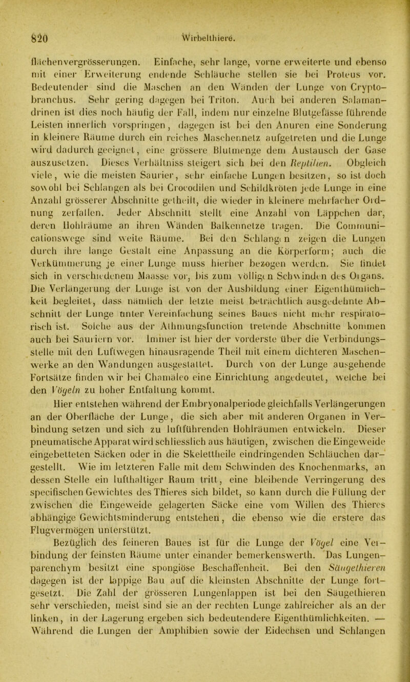 flachen vergrösserungen. Einfache, sehr lange, vorne erweiterte und ebenso mit einer Erweiterung endende Schlauche stellen sie bei Proteus vor. Bedeutender sind die Maschen an den Wanden der Lunge von Crypto- branchus. Sehr gering dagegen bei Triton. Auch bei anderen Salaman- drinen ist dies noch häutig der Fall, indem nur einzelne Blutgefässe führende Leisten innerlich vorspringen , dagegen ist bei den Anuren eine Sonderung in kleinere Räume durch ein reiches Maschennetz aufgelrelen und die Lunge wird dadurch geeignet, eine grössere Blutmenge dem Austausch der Gase auszusetzen. Dieses Verhältniss steigen sich bei den Reptilien. Obgleich viele, wie die meisten Saurier, sehr einfache Lungen besitzen, so ist doch sowohl bei Schlangen als bei Croeodilen und Schildkröten jede Lunge in eine Anzahl grösserer Abschnitte gelheilt, die wieder in kleinere mehrfacher Ord- nung Jeder Abschnitt stellt eine Anzahl von Läppchen dar, an ihren Wänden Balkennelze tragen. Die Comrnuni- weile Räume. Bei den Schlangt n zeigen die Lungen Gestalt eine Anpassung an die Körperform; auch die einer Lunge muss hierher bezogen werden. Sie tindet bis zum völligen Schwinden des Oigans. Ausbildung einer Eigenlhümlich- zerfallen, deren Hohl räume calionswoge sind durch ihre lärme Verkümmerung je sich in verschiedenem Maasse vor, Die Verlängerung der Lunge ist von dei keit begleitet, dass nämlich der letzte meist beträchtlich ausgedehnte Ab- schnitt der Lunge unter Vereinfachung seines Baues nicht mehr respirato- risch ist. Solche aus der Alhmungsfunclion tretende Abschnitte kommen auch bei Sauriern vor. Immer ist hier der vorderste über die Verbindungs- stelle mit den Luftwegen hinausragende Theil mit einem dichteren Maschen- werke an den Wandungen ausgestaltet. Durch von der Lunge ausgehende Fortsätze finden wir bei Chamäleo eine Einrichtung angedeutet, welche bei den Vögeln zu hoher Entfaltung kommt. Hier entstehen während der Embryonalperiode gleichfalls Verlängerungen an der Oberfläche der Lunge, die sich aber mit anderen Organen in Ver- bindung setzen und sich zu luftführenden Hohlräumen entwickeln. Dieser pneumatische Apparat wird schliesslich aus häutigen, zwischen die Eingew eide eingebetteten Säcken oder in die Skelettheile eindringenden Schläuchen dar- gestellt. Wie im letzteren Falle mit dem Schwinden des Knochenmarks, an dessen Stelle ein lufthaltiger Raum tritt, eine bleibende Verringerung des specifischen Gewichtes desThieres sich bildet, so kann durch die Füllung der zwischen die Eingeweide gelagerten Säcke eine vom Willen des Thiercs abhängige Gewichtsminderung entstehen, die ebenso wie die erstere das Flugvermögen unterstützt. Bezüglich des feineren Baues ist für die Lunge der Vögel eine Vei- bindung der feinsten Räume unter einander bemerkenswerth. Das Lungen- parenchym besitzt eine spongiöse Beschaffenheit. Bei den Säugelhieren dagegen ist der lappige Bau auf die kleinsten Abschnitte der Lunge fort- gesetzt. Die Zahl der grösseren Lungenlappen ist bei den Säugelhieren sehr verschieden, meist sind sie an der rechten Lunge zahlreicher als an der linken, in der Lagerung ergeben sich bedeutendere Eigentümlichkeiten. — Während die Lungen der Amphibien sowie der Eidechsen und Schlangen