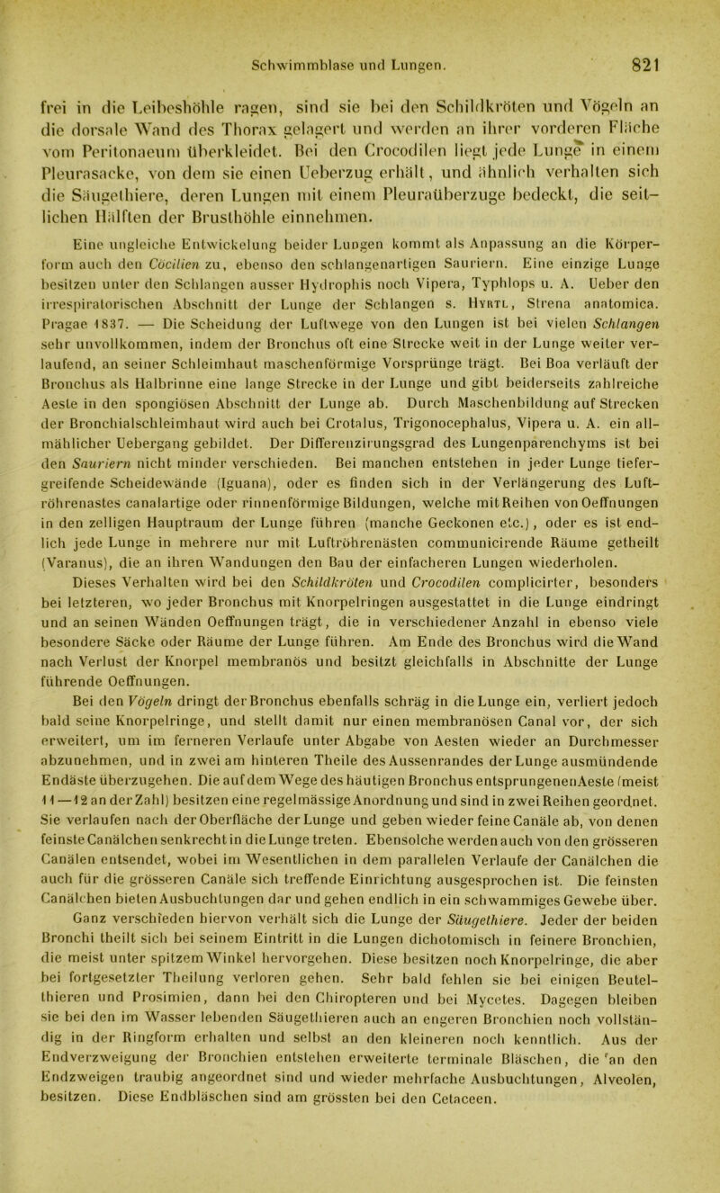 frei in die Leibeshöhle ragen, sind sie bei den Schildkröten und Vögeln an die dorsale Wand des Thorax gelagert und werden an ihrer vorderen Fläche vom Peritonaeum überkleidet, bei den Crocodilen liegt jede Lunge in einem Pleurasacke, von dem sie einen Ueberzug erhält, und ähnlich verhalten sich die Säugethiere, deren Lungen mit einem Pleuraüberzuge bedeckt, die seit- lichen Hälften der Brusthöhle einnehmen. Eine ungleiche Entwickelung beider Lungen kommt als Anpassung an die Körper- form auch den Cöcilien zu, ebenso den schlangenartigen Sauriern. Eine einzige Lunge besitzen unter den Schlangen ausser Hydrophis noch Vipera, Typhlops u. A. Ueber den irrespiratorischen Abschnitt der Lunge der Schlangen s. Hyrtl, Strena anatomica. Pragae 1837. — Die Scheidung der Luftwege von den Lungen ist bei vielen Schlangen sehr unvollkommen, indem der Bronchus oft eine Strecke weit in der Lunge weiter ver- laufend, an seiner Schleimhaut maschenförmige Vorsprünge trägt. Bei Boa verläuft der Bronchus als Halbrinne eine lange Strecke in der Lunge und gibt beiderseits zahlreiche Aeste in den spongiösen Abschnitt der Lunge ab. Durch Maschenbildung auf Strecken der Bronchialschleimhaut wird auch bei Crotalus, Trigonocephalus, Vipera u. A. ein all- mählicher Uebergang gebildet. Der Differenzirungsgrad des Lungenparenchyms ist bei den Sauriern nicht minder verschieden. Bei manchen entstehen in jeder Lunge tiefer- greifende Scheidewände (Iguana), oder es finden sich in der Verlängerung des Luft- röhrenastes canalartige oder rinnenförmige Bildungen, welche mit Reihen von OefTnungen in den zeitigen Hauptraum der Lunge führen (manche Geckonen etc.), oder es ist end- lich jede Lunge in mehrere nur mit Luftröhrenästen communicirende Räume getheilt (Varanus), die an ihren Wandungen den Bau der einfacheren Lungen wiederholen. Dieses Verhalten wird bei den Schildkröten und Crocodilen complicirter, besonders bei letzteren, wo jeder Bronchus mit Knorpelringen ausgestattet in die Lunge eindringt und an seinen Wänden OefTnungen trägt, die in verschiedener Anzahl in ebenso viele besondere Säcke oder Räume der Lunge führen. Am Ende des Bronchus wird die Wand nach Verlust der Knorpel membranös und besitzt gleichfalls in Abschnitte der Lunge führende OefTnungen. Bei den Vögeln dringt derBronchus ebenfalls schräg in die Lunge ein, verliert jedoch bald seine Knorpelringe, und stellt damit nur einen membranösen Canal vor, der sich erweitert, um im ferneren Verlaufe unter Abgabe von Aesten wieder an Durchmesser abzunehmen, und in zwei am hinteren Theile des Aussenrandes der Lunge ausmündende Endäste überzugehen. Die auf dem Wege des häutigen Bronchus entsprungenenAeste (meist 11 —12 an derZahl) besitzen eine regelmässige Anordnung und sind in zwei Reihen geordnet. Sie verlaufen nach der Oberfläche der Lunge und geben wieder feine Canäle ab, von denen feinsteCanälchen senkrecht in dieLunge treten. Ebensolche werden auch von den grösseren Canälen entsendet, wobei im Wesentlichen in dem parallelen Verlaufe der Canälchen die auch für die grösseren Canäle sich treffende Einrichtung ausgesprochen ist. Die feinsten Canälchen bieten Ausbuchtungen dar und gehen endlich in ein schwammiges Gewebe über. Ganz verschieden hiervon verhält sich die Lunge der Säugethiere. Jeder der beiden Bronchi theilt sich bei seinem Eintritt in die Lungen dichotomisch in feinere Bronchien, die meist unter spitzem Winkel hervorgehen. Diese besitzen noch Knorpelringe, die aber bei fortgesetzter Theilung verloren gehen. Sehr bald fehlen sie bei einigen Beutel- thieren und Prosimien, dann bei den Chiropteren und bei Mycetes. Dagegen bleiben sie bei den im Wasser lebenden Säugethieren auch an engeren Bronchien noch vollstän- dig in der Ringform erhalten und selbst an den kleineren noch kenntlich. Aus der Endverzweigung der Bronchien entstehen erweiterte terminale Bläschen, die ran den Endzweigen traubig angeordnet sind und wieder mehrfache Ausbuchtungen, Alveolen, besitzen. Diese Endbläschen sind am grössten bei den Cetaceen.