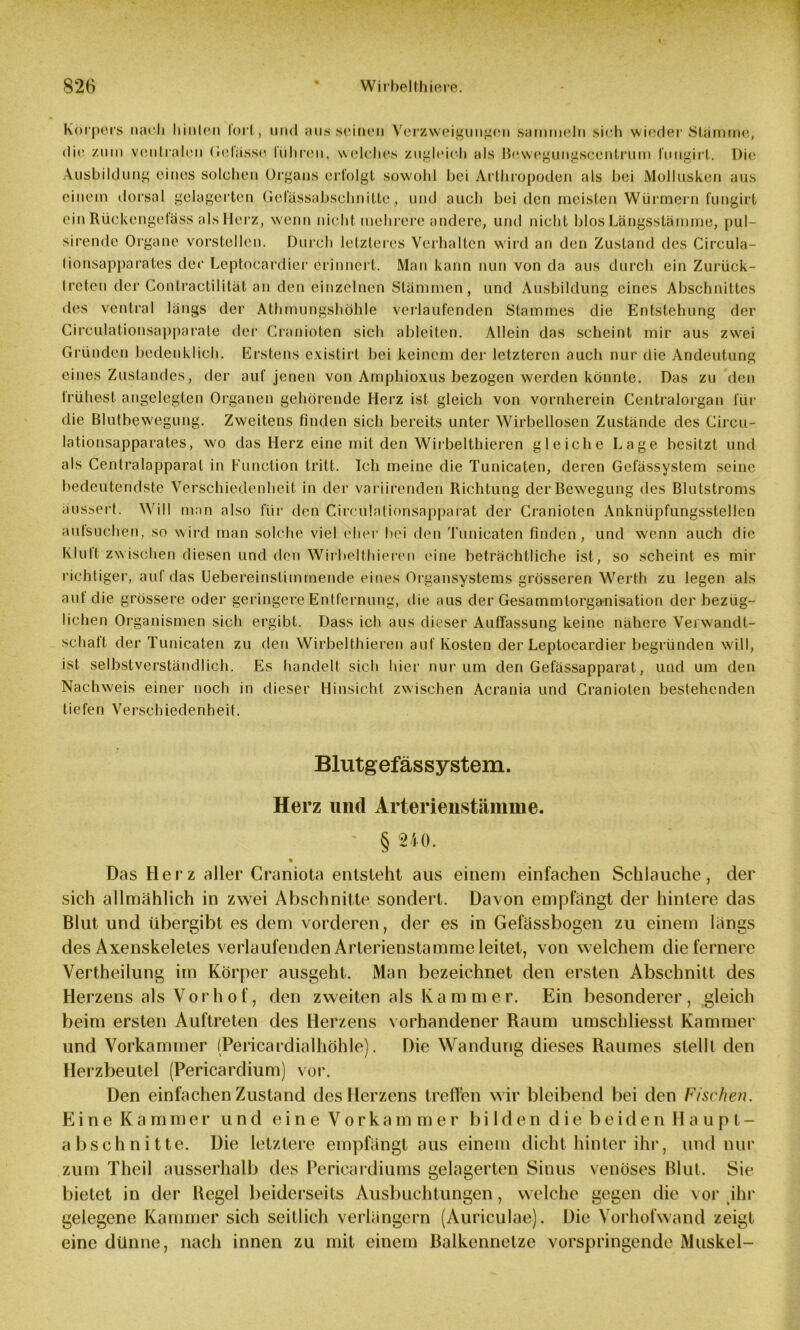 Körpers nach hinten lorl, und aus seinen Verzweigungen sammeln sich wieder Stämme, di»' zum ventralen Gelasse lühren, welches zugleich als Bewegungscentrum fungirl. Die Ausbildung eines solchen Organs erfolgt sowohl hei Arthropoden als hei Mollusken aus einem dorsal gelagerten Gefässabschnittc, und auch bei den meisten Würmern fungirt ein Rückcngefäss als Herz, wenn nicht mehrere andere, und nicht hlos Längsstämme, pul- sirende Organe vorstellen. Durch letzteres Verhalten wird an den Zustand des Circula- (ionsapparates der Leptocardier erinnert. Man kann nun von da aus durch ein Zurück- Iretcn der Gontractilität an den einzelnen Stämmen, und Ausbildung eines Abschnittes des ventral längs der Athmungshöhle verlaufenden Stammes die Entstehung der Circulationsapparate der Cranioten sich ableiten. Allein das scheint mir aus zwei Gründen bedenklich. Erstens existirt bei keinem der letzteren auch nur die Andeutung eines Zustandes, der auf jenen von Amphioxus bezogen werden könnte. Das zu den frühest angelegten Organen gehörende Herz ist gleich von vornherein Centralorgan für die Blutbewegung. Zweitens finden sich bereits unter Wirbellosen Zustände des Circu- lationsapparates, wo das Herz eine mit den Wirbelthieren gleiche Lage besitzt und als Centralapparal in Function tritt. Ich meine die Tunicaten, deren Gefässystem seine bedeutendste Verschiedenheit in der variirenden Richtung der Bewegung des Blutstroms äussert. Will man also für den Circulalionsapparat der Cranioten Anknüpfungsstellen autsuchen, so wird man solche viel eher hei den Tunicaten finden, und wenn auch die Klutt zwischen diesen und den Wirbelthieren eine beträchtliche ist, so scheint es mir richtiger, auf das Uebereinstimrnende eines Organsystems grösseren Werth zu legen als aut die grössere oder geringere Entfernung, die aus der Gesammtorganisation der bezüg- lichen Organismen sich ergibt. Dass ich aus dieser Auffassung keine nähere Verwandt- schaft der Tunicaten zu den Wirbelthieren auf Kosten der Leptocardier begründen will, ist selbstverständlich. Es handelt sich hier nur um den Gefässapparat, und um den Nachweis einer noch in dieser Hinsicht zwischen Acrania und Cranioten bestehenden tiefen Verschiedenheit. Blutgefässystem. Herz und Arterienstämme. § 240. Das Herz aller Craniota entsteht aus einem einfachen Schlauche, der sich allmählich in zwei Abschnitte sondert. Davon empfängt der hintere das Blut und übergibt es dem vorderen, der es in Gefässbogen zu einem längs des Axenskeletes verlaufenden Arterienstamme leitet, von welchem die fernere Yertheilung im Körper ausgeht. Man bezeichnet den ersten Abschnitt des Herzens als Vor h o f, den zweiten als Ka m m e r. Ein besonderer, gleich beim ersten Auftreten des Herzens vorhandener Raum umschliesst Kammer und Vorkammer (Pericardialhöhle). Die Wandung dieses Raumes stellt den Herzbeutel (Pericardium) vor. Den einfachen Zustand des Herzens treffen wir bleibend bei den Fischen. Eine Kammer und eine Vorkammer bilden die beiden Haupt- abschnitte. Die letztere empfängt aus einem dicht hinter ihr, und nur zum Theil ausserhalb des Pericardiums gelagerten Sinus venöses Blut. Sie bietet in der Regel beiderseits Ausbuchtungen, welche gegen die vor ihr gelegene Kammer sich seitlich verlängern (Auriculae). Die Vorhofwand zeigt eine dünne, nach innen zu mit einem Balkennetze vorspringende Muskel-