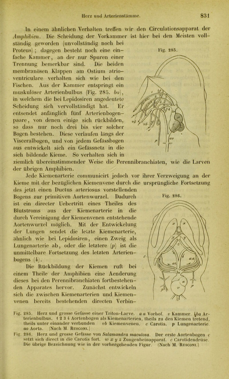 Fig. 285. In einem ähnlichen Verhalten treffen wir den Circulationsapparat der Amphibien. Die Scheidung der Vorkammer ist liier bei den Meisten voll- ständig geworden (unvollständig noch bei Proteus) ; dagegen besteht noch eine ein- fache Kammer, an der nur Spuren einer Trennung bemerkbar sind. Die beiden membranösen Klappen am Ostium atrio- ventriculare verhalten sich wie bei den Fischen. Aus der Kammer entspringt ein muskulöser Arterienbulbus (Fig. 285. bu), in welchem die bei Lepidosiren angedeutete Scheidung sich vervollständigt hat. Er entsendet anfängli paare, von denen fünf Arterien bogen- emige so dass nur noch drei sich rückbilden, bis vier solcher Bogen bestehen. Diese verlaufen längs der Visceralbogen, und von jedem Gefässbogen aus entwickelt sich ein Gefässnetz in die sich bildende Kieme. So verhalten sich in ziemlich übereinstimmender Weise die Perennibranchiaten, wie die Larven der übrigen Amphibien. Jede Kiemenarterie communicirt jedoch vor ihrer Verzweigung an der Kieme mit der bezüglichen Kiemenvene durch die ursprüngliche Fortsetzung des jetzt einen Ductus arteriosus vorstellenden Bogens zur primitiven Aortenwurzel. Dadurch ist ein direcler Uebertritt eines Theiles des Blutstroms aus der Kiemenarterie in die durch Vereinigung der Kiemenvenen entstehende Aortenwurzel möglich. Mit der Entwickelung der Lungen sendet die letzte Kiemenarterie, ähnlich wie bei Lepidosiren, einen Zweig als Lungenarterie ab, oder die letztere (p) ist die unmittelbare Fortsetzung des letzten Arterien- Fig. 286. bogens (*) Die Rückbildung der Kiemen ruft bei einem Theile der Amphibien eine Aenderung dieses bei den Perennibranchiaten fortbestehen- den Apparates hervor. Zunächst entwickeln sich die zwischen Kiemenarterien und Kiemen- venen bereits bestehenden directen Verbin- Fig. 285. Herz und grosse Gefässe einer Triton-Larve, aa Vorhof. v Kammer. Ar- tcrienbulbus. 1 2 3 4 Aortenbogen als Kiemenarterien, theils zu den Kiemen tretend, theils unter einander verbunden vb Kiemenvenen, c Carotis, p Lungenarterie. ao Aorta. (Nach M. Rusconi.) Fig. 286. Herz und grosse Gefässe von Salamandra maculosa. Der erste Aortenbogen c setzt sich direct in die Carotis fort, w x y z Zungenbeinapparat, c Carotidendriise. Die übrige Bezeichnung wie in der vorhergehenden Figur. (Nach M. Rusconi.)