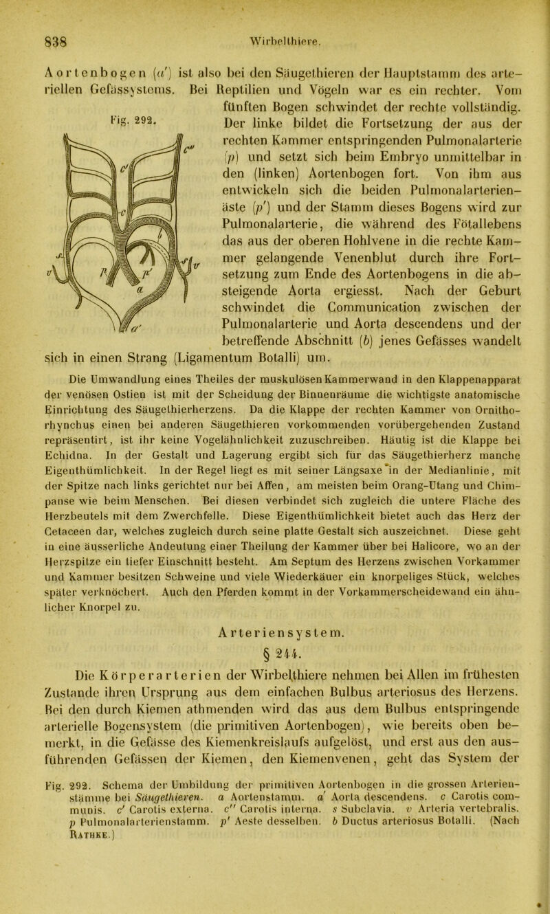 Aortenbogen (a) ist also bei den Siiugethieren der Hauptslamm des arte- riellen Gebissystcms. Bei Reptilien und Vögeln war es ein rechter. Vom fünften Bogen schwindet der rechte vollständig. Der linke bildet die Fortsetzung der aus der rechten Kammer entspringenden Pulmonalarterie ip) und setzt sich beim Embryo unmittelbar in den (linken) Aortenbogen fort. Von ihm aus entwickeln sich die beiden Pulmonalarterien- äste (//) und der Stamm dieses Bogens wird zur Pulmonalarterie, die während des Fötallebens das aus der oberen Hohlvene in die rechte Kam- mer gelangende Venenblut durch ihre Fort- setzung zum Ende des Aortenbogens in die ab- steigende Aorta ergiesst. Nach der Geburt schwindet die Communication zwischen der Pulmonalarterie und Aorta descendens und der betreffende Abschnitt (6) jenes Gefässes wandelt sich in einen Strang (Ligamentum Botalli) um. Die Umwandlung eines Theiles der muskulösen Kammerwand in den Klappenapparat der venösen Ostien ist mit der Scheidung der Binnenräume die wichtigste anatomische Einrichtung des Säugethierherzens. Da die Klappe der rechten Kammer von Ornitho- rhynchus einen bei anderen Säugethieren vorkommenden vorübergehenden Zustand repräsentirt, ist ihr keine Vogelähnlichkeit zuzuschreiben. Häutig ist die Klappe bei Echidna. In der Gestalt und Lagerung ergibt sich für das Säugethierherz manche Eigenthümlichkeit. In der Regel liegt es mit seiner Längsaxe’in der Medianlinie, mit der Spitze nach links gerichtet nur bei Affen, am meisten beim Orang-Utang und Chim- panse wie beim Menschen. Bei diesen verbindet sich zugleich die untere Fläche des Herzbeutels mit dem Zwerchfelle. Diese Eigenthümlichkeit bietet auch das Herz der Cetaceen dar, welches zugleich durch seine platte Gestalt sich auszeichnet. Diese geht in eine äusserliche Andeutung einer Theilung der Kammer über bei Halicore, wo an der Herzspitze ein tiefer Einschnitt besteht. Am Septum des Herzens zwischen Vorkammer und Kammer besitzen Schweine und viele Wiederkäuer ein knorpeliges Stück, welches später verknöchert. Auch den Pferden kommt in der Vorkammerscheidewand ein ähn- licher Knorpel zu. Arteriensystem. § 244. Die Körperarterien der Wirbelthiere nehmen bei Allen im frühesten Zustande ihren Ursprung aus dem einfachen Bulbus arteriosus des Herzens. Bei den durch Kiemen athmenden wird das aus dem Bulbus entspringende arterielle Bogensystem (die primitiven Aortenbogen), wie bereits oben be- merkt, in die Gefässe des Kiemenkreislaufs aufgelöst, und erst aus den aus- führenden Gefässen der Kiemen, den Kiemenvenen, geht das System der Fig. 292. Schema der Umbildung der primitiven Aortenbogen in die grossen Arterien- stämme bei Säugethieren. a Aortenstamm, a Aorta descendens. c Carotis com- munis. c' Carotis externa, c Carotis interna, s Subclavia, v Arteria vertebralis. p Pulmonalarterienstamm, p' Aeste desselben, b Ductus arteriosus Botalli. (Nach Rathke.) Fig. 292.