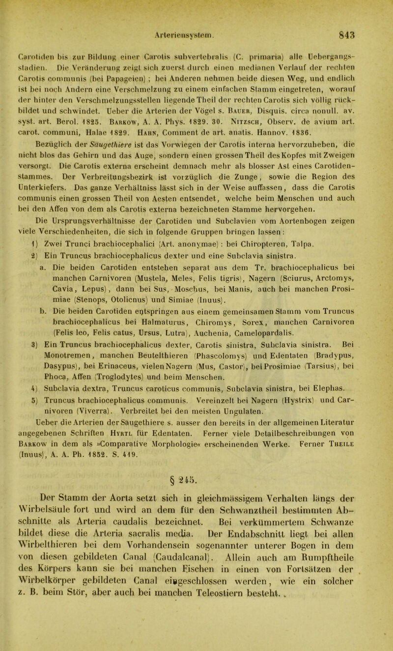 V Carotiden bis zur Bildung einer Carotis subvertebralis (C. primaria) alle Uebergangs- stadien. Die Veränderung zeigt sieb zuerst durch einen medianen Verlauf der rechten Carotis communis (bei Papageien) ; bei Anderen nehmen beide diesen Weg, und endlich ist bei noch Andern eine Verschmelzung zu einem einfachen Stamm eingetreten, worauf der hinter den Verschmelzungsstellen liegende Theil der rechten Carotis sich völlig rück- bildet und schwindet. Ueber die Arterien der Vögel s. Bauer, Disquis. circa nonull. av. syst. art. Berol. 1825. Barkow, A. A. Pliys. 1829. 30. Nitzsch, Observ. de avium art. carot. communi, Halae 1829. Hahn, Comment de art. anatis. Hannov. 1836. Bezüglich der Säugethiere ist das Vorwiegen der Carotis interna hervorzuheben, die nicht blos das Gehirn und das Auge, sondern einen grossen Theil des Kopfes mit Zweigen versorgt. Die Carotis externa erscheint demnach mehr als blosser Ast eines Carotiden- stammes. Der Verbreitungsbezirk ist vorzüglich die Zunge, sowie die Region des Unterkiefers. Das ganze Verhältniss lässt sich in der Weise auffassen, dass die Carotis communis einen grossen Theil von Aesten entsendet, welche beim Menschen und auch bei den Affen von dem als Carotis externa bezeichneterj Stamme hervorgehen. Die Ursprungsverhältnisse der Carotiden und Subclavien vom Aortenbogen zeigen viele Verschiedenheiten, die sich in folgende Gruppen bringen lassen: 1) Zwei Trunci brachiocephalici (Art. anonvmae) : bei Chiropteren, Talpa. 2) Ein Truncus brachiocephalicus dexter und eine Subclavia sinistra. a. Die beiden Carotiden entstehen separat aus dem Tr. brachiocephalicus bei manchen Carnivoren (Mustela, Meies, Felis tigris), Nagern (Sciurus, Arctomys, Cavia, Lepus), dann bei Sus, Moschus, bei Manis, auch bei manchen Prosi- miae (Stenops, Otolicnus) und Simiae (Inuus). b. Die beiden Carotiden entspringen aus einem gemeinsamen Stamm vom Truncus brachiocephalicus bei Halmalurus, Chiromys, Sorex, manchen Carnivoren (Felis leo, Felis catus, Ursus, Lutra), Auchenia, Camelopardalis. 3) Ein Truncus brachiocephalicus dexter, Carotis sinistra, Subclavia sinistra. Bei Monotremen, manchen Beutelthieren (Phascolomys) und Edentaten (Bradvpus, Dasypus), bei Erinaceus, vielen Nagern (Mus, Castor), beiProsimiae (Tarsius), bei Phoca, Affen (Troglodytes) und beim Menschen. 4) Subclavia dextra, Truncus caroticus communis, Subclavia sinistra, bei Elephas. 5) Truncus brachiocephalicus communis. Vereinzelt bei Nagern (Hystrix) und Car- nivoren (Viverra). Verbreitet bei den meisten Urigulaten. Ueber die Arterien der Säugethiere s. ausser den bereits in der allgemeinen Literatur angegebenen Schriften Hyrtl für Edentaten. Ferner viele Detailbeschreibungen von Barkow in dem als »Comparative Morphologie« erscheinenden Werke. Ferner Theile (Inuus), A. A. Ph. 1852. S. 419. § 245. Der Stamm der Aorta setzt sich in gleichmässigem Verhalten längs der W irbelsäule fort und wird an dem für den Schwanztheil bestimmten Ab- schnitte als Arteria caudalis bezeichnet. Bei verkümmertem Schwänze bildet diese die Arteria sacralis media. Der Endabschnitt liegt bei allen Wirbelthieren bei dem Vorhandensein sogenannter unterer Bogen in dem von diesen gebildeten Canal (Caudalcanal). Allein auch am Rumpftheile des Körpers kann sie bei manchen Fischen in einen von Fortsätzen der Wirbelkörper gebildeten Canal eiggeschlossen werden, wie ein solcher z. B. beim Stör, aber auch bei manchen Teleostiern besteht. „