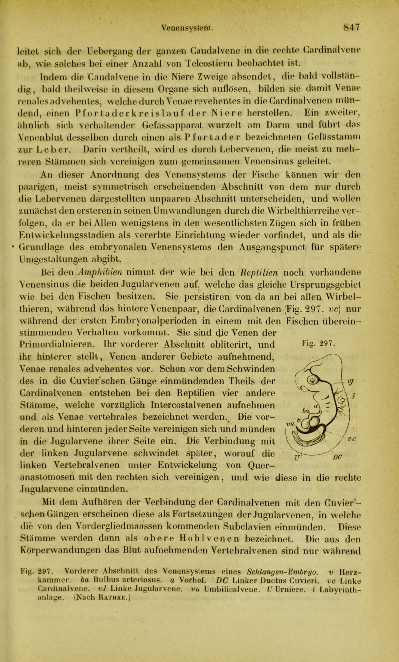 V leitet sieh der Uebergang der ganzen Caudalvene in die rechte Gardinalvene ab, w ie solches bei einer Anzahl von Teleostiern beobachtet ist. Indem die Caudalvene in die Niere Zweige absendet, die bald vollstän- dig, bald theilweise in diesem Organe sich auflösen, bilden sie damit Venae renales advehentes, welche durch Venae revehentes in die Cardinalvenen mün- dend, einen Pfortaderkreislauf der Niere hersteilen. Ein zweiter, ähnlich sich verhaltender Gefässapparat wurzelt am Darm und führt das Venenblut desselben durch einen als Pfortader bezeichnten Gefässlamm zur Leber. Darin vertheilt, wird es durch Lebervenen, die meist zu meh- reren Stämmen sich vereinigen zum gemeinsamen Venensinus geleitet. An dieser Anordnung des Venensystems der Fische können wir den paarigen, meist symmetrisch erscheinenden Abschnitt von dem nur durch die Lebervenen dargestellten unpaaren Abschnitt unterscheiden, und wollen zunächst den ersteren in seinen Umwandlungen durch die Wirbelthierreihe ver- folgen, da er bei Allen wenigstens in den wesentlichsten Zügen sich in frühen Entwickelungsstadien als vererbte Einrichtung wieder vorfindet, und als die * Grundlage des embryonalen Venensystems den Ausgangspunct für spätere Umgestaltungen abgibt. Bei den Amphibien nimmt der wie bei den Reptilien noch vorhandene Venensinus die beiden Jugularvenen auf, welche das gleiche Ursprungsgebiet wie bei den Fischen besitzen. Sie persistiren von da an bei allen Wirbel- thieren, w ährend das hintere Venenpaar, die Cardinalvenen (Fig. 297. vc) nur während der ersten Embryonalperioden in einem mit den Fischen überein- stimmenden Verhalten vorkommt. Sie sind die Venen der Primordialnieren. Ihr vorderer Abschnitt obliterirt, und ihr hinterer stellt, Venen anderer Gebiete aufnehmend, Venae renales advehentes vor. Schon vor dem Schwinden des in die Cuvier sehen Gänge einmündenden Theils der Cardinalvenen entstehen bei den Reptilien vier andere Stämme, welche vorzüglich Intercostalvenen aufnehmen und als Venae vertebrales bezeichnet werden. Die vor- deren und hinteren jeder Seite vereinigen sich und münden in die Jugularvene ihrer Seite ein. Die Verbindung mit der linken Jugularvene schwindet später, worauf die linken Vertebralvenen unter Entwickelung von Quer- anastomosen mit den rechten sich vereinigen, und wie diese in die rechte Jugularvene einmünden. Mit dem Aufhören der Verbindung der Cardinalvenen mit den Cuvier- schen Gängen erscheinen diese als Fortsetzungen der Jugularvenen, in weiche die von den Vordergliedmaassen kommenden Subclavien einmünden. Diese Stämme werden dann als obere Hohl venen bezeichnet. Die aus den Körperwandungen das Blut aufnehmenden Vertebralvenen sind nur während Fig. 297. Fig. 297. Vorderer Abschnitt des Venensystems eines Schlangen-Embryo. v Herz- kammer. ba Bulbus arteriosus. a Vorhof. DC Linker Ductus Cuvieri. vc Linke Cardinalvene. vJ Linke Jugularvene. vu Umbilicalvene. U Urniere. / Labyrinth- anlage. (Nach Rathkk.)