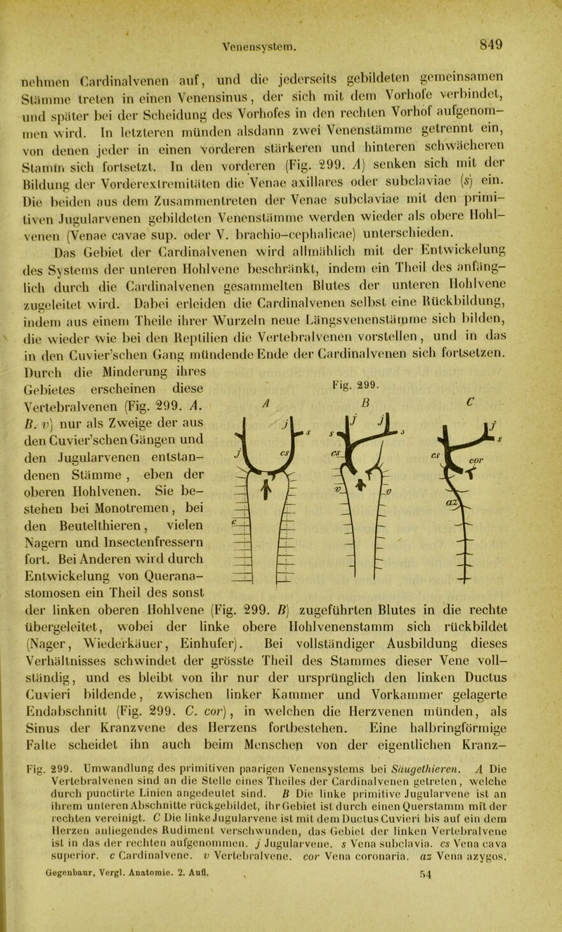 nehmen Cardinalvenen auf, und die jederseits gebildeten gemeinsamen Stämme treten in einen Venensinus, der sich mit dem Vorhofe verbindet, und später bei der Scheidung des Vorhofes in den rechten Vorhof aufgenom- men wird. In letzteren münden alsdann zwei Venenstämme getrennt ein, von denen jeder in einen vorderen stärkeren und hinteren schwächeren Stamm sich fortsetzt. In den vorderen (Fig. 999. A) senken sich mit der Bildung der Vorderexlremitäten die Venae axillares oder subclaviae [s) ein. Die beiden aus dem Zusammentreten der Venae subclaviae mit den primi- tiven Jugularvenen gebildeten Venenstämme werden wieder als obere Hohl- venen (Venae cavae sup. oder V. brachio-cephalicae) unterschieden. Das Gebiet der Cardinalvenen wird allmählich mit der Entwickelung des Systems der unteren Hohlvene beschränkt, indem ein Theil des anfäng- lich durch die Cardinalvenen gesammelten Blutes der unteren Hohlvene zugeleitet wird. Dabei erleiden die Cardinalvenen selbst eine Rückbildung, indem aus einem Theile ihrer Wurzeln neue Längsvenenstämme sich bilden, die wieder wie bei den Reptilien die Vertebralvenen vorstellen, und in das in den Cuvier’schen Gang mündende Ende der Cardinalvenen sich fortsetzen. Durch die Minderung ihres Fig. 299. A B Gebietes erscheinen diese Vertebralvenen (Fig. 299. A. B. v) nur als Zweige der aus den Cuvier’schen Gängen und den Jugularvenen entstan- denen Stämme , eben der oberen Hohl venen. Sie be- stehen bei Monotremen, bei den Beutelthieren, vielen Nagern und Insectenfressern fort. Bei Anderen wil d durch Entwickelung von Querana- stomosen ein Theil des sonst der linken oberen Hohlvene (Fig. 299. B) zugeführten Blutes in die rechte übergeleitet, wobei der linke obere Ilohlvenenstamm sich rückbildet (Nager, Wiederkäuer, Einhufer). Bei vollständiger Ausbildung dieses Verhältnisses schwindet der grösste Theil des Stammes dieser Vene voll- ständig, und es bleibt von ihr nur der ursprünglich den linken Ductus Cuvieri bildende, zwischen linker Kammer und Vorkammer gelagerte Endabschnitt (Fig. 299. C. cor), in welchen die Herzvenen münden, als Sinus der Kranzvene des Herzens fortbestehen. Eine halbringförmige Falte scheidet ihn auch beim Menschen von der eigentlichen Kranz- Fig , 299. Umwandlung des primitiven paarigen Venensystems bei Säugethieren. A Die Vertebralvenen sind an die Stelle eines Thciles der Cardinalvenen getreten, welche durch punctirte Linien angedeulet sind, li Die linke primitive Jugularvene ist an ihrem unteren Abschnitte rückgebildet, ihrGebiet istdurch einen Querstamm mit der rechten vereinigt. C Die linke Jugularvene ist mit dem Ductus Cuvieri bis auf ein dem Herzen anliegendes Rudiment verschwunden, das Gebiet der linken Vertebralvene ist in das der rechten aufgenommen, j Jugularvene. s Vena subclavia, cs Vena cava superior. c Cardinalvcne. v Vertebralvene, cor Vena coronaria. az Vena azygos. Gegenbaur, Vergl. Anatomie. 2. Aufl. t 54