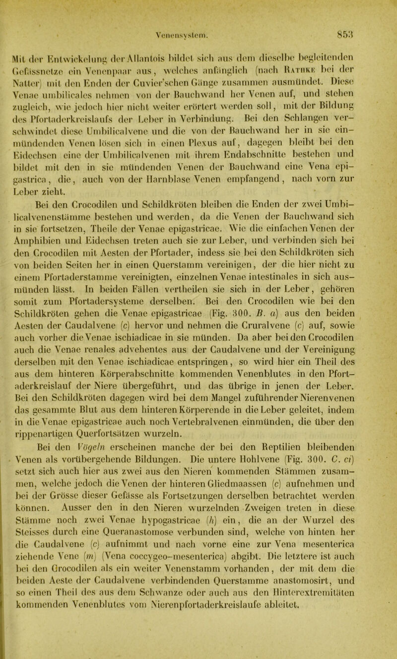 Mit der Entwickelung der Allantois bildet sich aus dem dieselbe begleitenden Gefiissnctze ein Venenpaar aus, welches anfänglich (nach Rathke bei der Natter) mit den Enden der Cuvier’schen Gänge zusammen ausmündet. Diese Venae umbilicalcs nehmen von der Bauchwand her Venen auf, und stehen zugleich, wie jedoch hier nicht weiter erörtert werden soll, mit der Bildung des Pfortaderkreislaufs der Leber in Verbindung. Bei den Schlangen ver- schwindet diese Umbilicalvenc und die von der Bauchwand her in sic ein- mündenden Venen lösen sich in einen Plexus auf, dagegen bleibt bei den Eidechsen eine der Umbilicalvenen mit ihrem Endabschnitte bestehen und bildet mit den in sic mündenden Venen der Bauchwand eine Vena epi- gastrica , die, auch von der Harnblase Venen empfangend , nach vorn zur Leber zieht. Bei den Crocodilen und Schildkröten bleiben die Enden der zwei Umbi- licalvenenstämme bestehen und werden, da die Venen der Bauchwand sich in sie fortsetzen, Theile der Venae cpigastricae. Wie die einfachen Venen der Amphibien und Eidechsen treten auch sie zur Leber, und verbinden sich bei den Crocodilen mit Aestcn der Pfortader, indess sie bei den Schildkröten sich von beiden Seiten her in einen Querstamm vereinigen, der die hier nicht zu einem Pfortaderstamme vereinigten, einzelnen Venae intestinales in sich aus- münden lässt. In beiden Fällen vertheilen sie sich in der Leber, gehören somit zum Pfortadersysteme derselben. Bei den Crocodilen wie bei den Schildkröten gehen die Venae epigastricae (Fig. 300. B. ci) aus den beiden Aesten der Caudalvene (c) hervor und nehmen die Cruralvene (c) auf, sowie auch vorher die Venae ischiadicae in sie münden. Da aber bei den Crocodilen auch die Venae renales advehentes aus der Caudalvene und der Vereinigung derselben mit den Venae ischiadicae entspringen, so wird hier ein Theil des aus dem hinteren Körperabschnitte kommenden Venenblutes in den Pfort- aderkreislauf der Niere übergeführt, und das übrige in jenen der Leber. Bei den Schildkröten dagegen wird bei dem Mangel zuführender Nierenvenen das gesammte Blut aus dem hinteren Körperende in die Leber geleitet, indem in die Venae epigastricae auch noch Vertebralvenen einmünden, die über den rippenartigen Querfortsätzen wurzeln. Bei den Vögeln erscheinen manche der bei den Reptilien bleibenden Venen als vorübergehende Bildungen. Die untere Hohlvene (Fig. 300. C. ci) setzt sich auch hier aus zwei aus den Nieren kommenden Stämmen zusam- men, welche jedoch die Venen der hinteren Gliedmaassen (c) aufnehmen und bei der Grösse dieser Gefässe als Fortsetzungen derselben betrachtet werden können. Ausser den in den Nieren wurzelnden Zweigen treten in diese Stämme noch zwei Venae hypogastricae (h) ein, die an der Wurzel des Steisses durch eine Queranastomose verbunden sind, welche von hinten her die Caudalvene (c) aufnimmt und nach vorne eine zur Vena mesenterica ziehende Vene (m) (Vena coccygeo-mesenterica) abgibt. Die letztere ist auch bei den Crocodilen als ein weiter Venenstamm vorhanden, der mit dem die beiden Aeste der Caudalvene verbindenden Querstamme anastomosirt, und so einen Theil des aus dem Schwänze oder auch aus den Hinterextremitäten kommenden Venenblutes vom Nierenpfortaderkreislaufe ableitet.