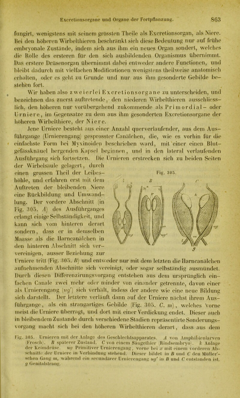 Fig. 305. fungirt, wenigstens mit seinem grössten Theiie als Excretionsorgan, als Niere. Bei den höheren Wirbelfilieren beschränkt sich diese Bedeutung nur auf frühe embryonale Zustände, indem sich aus ihm ein neues Organ sondert, welches die Rolle des ersteren für den sich ausbildenden Organismus übernimmt. Das erstere Drüsenorgan übernimmt dabei entweder andere Functionen, und bleibt dadurch mit vielfachen Modificationen wenigstens theilweise anatomisch erhalten, oder cs geht zu Grunde und nur aus ihm gesonderte Gebilde be- stehen fort. Wir haben also zweierlei Excretionsorgane zu unterscheiden, und bezeichnen das zuerst auftretende, den niederen Wirbelthieren ausschliess- lich. den höheren nur vorübergehend zukommende als Primordial- oder Urniere, im Gegensätze zu dem aus ihm gesonderten Excretionsorgane der höheren Wirbelthiere, der Niere. Jene Urniere besteht aus einer Anzahl querverlaufender, aus dem Aus- führgange (Urnierengang) gesprosster Canälehen, die, wie es vorhin für die einfachste Form bei Myxinoiden beschrieben ward, mit einer einen Blut- gefässknäuel bergenden Kapsel beginnen, und in den lateral verlaufenden Ausführgang sich fortsetzen. Die Urnieren erstrecken sich zu beiden Seiten der Wirbelsäule gelagert, durch einen grossen Theil der Leibes- höhle, und erfahren erst mit dem Auftreten der bleibenden Niere eine Rückbildung und Umwand- lung. Der vordere Abschnitt (in Fig. 305. A) des Ausführganges erlangt einige Selbständigkeit, und kann sich vom hinteren derart sondern, dass er in demselben Maasse als die Harncanäleben in den hinteren Abschnitt sich ver- vereinigen, ausser Beziehung zur Urniere tritt (Fig. 305. H) und entweder nur mit dem letzten die Uarncanälchen aufnehmenden Abschnitte sich vereinigt, oder sogar selbständig ausmündet. Durch diesen Differenzirungsvorgang entstehen aus dem ursprünglich ein- fachen Canale zwei mehr oder minder von einander getrennte, davon einer als Urnierengang (ugr) sich verhält, indess der andere wie eine neue Bildung sich darstellt. Der letztere verläuft dann auf der Urniere nächst ihrem Aus- führgange, als ein strangartiges Gebilde (Fig. 305. C. m) , welches Vorne meist die Urniere überragt, und dort mit einer Verdickung endet. Dieser auch in bleibendem Zustande durch verschiedene Stadien repräsentirte Sonderungs- vorgang macht sich bei den höheren Wirbelthieren derart, dass aus dem Fig. 305. Urnieren mit der Anlage des Geschlechtsapparates. A von Amphihieniarven (Frosch). B späterer Zustand. C von einem Säugethier (Rindsembryo). /.■ Anlage der Keimdrüse, ua Primitiver Urnierengang, vorne bei x mit einem vorderen Ab- schnitte der Urniere in Verbindung stehend. Dieser bildet in B und C den Müller’- sehen Gang rn, während ein secundärer Urnierengang ug' in B und C enlstanden ist. g Genitalstrang.