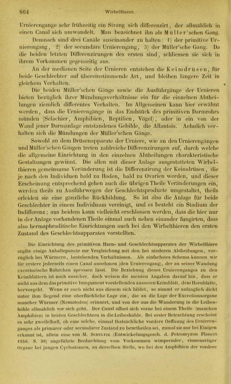 Urnierengange sehr frühzeitig ein Strang sich differenzirt, der allmählich in einen Canal sich umwandelt. Man bezeichnet ihn als Müller’schen Gang. Demnach sind drei Canäle auseinander zu halten: I) der primitive Ur- nierengang, 2) der secundäro Urnierengang, 3) der Müller’sche Gang. Da die beiden letzten Differenzirungen des ersten sind, schliessen sie sich in ihrem Vorkommen gegenseitig aus. An der medianen Seite der Urnieren entstehen die Keimdrüsen, für beide Geschlechter auf übereinstimmende Art, und bleiben hindere Zeit in gleichem Verhalten. Die beiden Müller’schen Gänge sowie die Ausführgänge der Urnieren bieten bezüglich ihrer Mündungsverhältnisse ein für die einzelnen Ablhei- lungen ziemlich differentes Verhalten. Im Allgemeinen kann hier erwähnt werden, dass die Urnierengänge in das Endstück des primitiven Darmrohrs münden (Selachier, Amphibien, Reptilien, Vögel), oder in ein von der Wand jener Darmanlage entstandenes Gebilde, die Allantois. Aehnlich ver- halten sich die Mündungen der Müller’schen Gänge. Sowohl an dem Drüsenapparate der Urniere, wie an den Urnierengängen und Müller’schen Gängen treten zahlreiche Differenzirungen auf, durch welche die allgemeine Einrichtung in den einzelnen Abtheilungen charakteristische Gestaltungen gewinnt. Die allen mit dieser Anlage ausgestatteten Wirbel- thieren gemeinsame Veränderung ist die Differenzirung der Keimdrüsen, die je nach den Individuen bald zu Hoden, bald zu Ovarien werden, und dieser Erscheinung entsprechend gehen auch die übrigen Theile Veränderungen ein, werden theils zu Ausführwegen der Geschlechtsproducte umgestaltet, theils erleiden sie eine gänzliche Rückbildung. So ist also die Anlage für beide Geschlechter in einem Individuum vereinigt, und es besteht ein Stadium der Indifferenz ; aus beidem kann vielleicht erschlossen werden, dass die hier nur in der Anlage vorhandenen Theile einmal auch neben einander fungirten, dass also hermaphroditische Einrichtungen auch bei den Wirbelthieren den ersten Zustand des Geschlechtsapparates vorstellten. Die Einrichtung des primitiven Harn- und Gcschlechtsapparates der Wirbelthiere ergibt einige Anhaltepuncte zur Vergleichung mit den bei niederen Abtheilungen, vor- züglich bei Würmern, bestehenden Verhältnissen. Als einfachstes Schema können wir für erstere jederseits einen Canal annehmen (den Urnierengang), der an seiner Wandung cxcretorische Röhrchen sprossen lässt. Die Beziehung dieses Urnierenganges zu den Keimblättern ist noch unsicher, doch weisen die meisten Angaben daraufhin, dass er nicht aus dem das primitive Integument vorstellenden äusseren Keimblatt, dem Hornblatte, hervorgeht. Wenn er auch nicht aus diesem sich bildet, so nimmt er anfänglich dicht unter ihm liegend eine oberflächliche Lage ein, die an die Lage der Excretionsorgane mancher Würmer (Nematoden) erinnert, und von der aus die Wanderung in die Leibes- höhle allmählich vor sich geht. Der Canal ölfnet sich vorne bei einem Theile (manchen Amphibien) in beiden Geschlechtern in die Leibeshöhle. Bei erster Betrachtung erscheint es sehr zweifelhaft, ob eine solche, einmal thatsäcldiche vordere Oeffnung des Urnieren- ganges als primärer oder secundärer Zustand zu bcurlheilen sei, zumal sie nur bei Einigen erkannt ist, allein eine von M. Schultze (Entwickelungsgesch. d. Petromyzon Planeri 4 856. S. 30) angeführte Beobachtung vom Vorkommen wimpernder, rinnenartiger Organe bei jungen Gyeloslomen, an derselben Stelle, wo bei den Amphibien der vordere