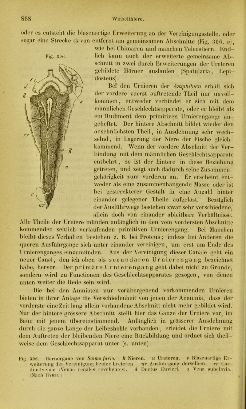 oder cs enlsleht die blasenartige Erweiterung an der Vereinigungsstelle, oder sogar eine Strecke davon entfernt am gemeinsamen Abschnitte (Fig. 306. v), wie bei Chimären und manchen Teleostiern. End- lich kann auch der erweiterte gemeinsame Ab- schnitt in zwei durch Erweiterungen der IJreteren gebildete Hörner auslaufen (Spatularia, Lepi- dosleus). Bei den Urnieren der Amphibien erhält sich der vordere zuerst auftretende Theil nur unvoll- kommen, entweder verbindet er sich mit dem männlichen Geschlechtsapparate, oder er bleibt als ein Rudiment dem primitiven Urnierengangc an- geheftet. Der hintere Abschnitt bildet wieder den ansehnlichsten Theil. in Ausdehnung sein* wech- selnd, in Lagerung der Niere der Fische gleich- kommend. Wenn der vordere Abschnitt der Ver- bindung mit dem männlichen Geschlechtsapparate entbehrt, so ist der hintere in diese Beziehung getreten, und zeigt auch dadurch seine Zusammen- gehörigkeit zum vorderen an. Er erscheint ent- weder als eine zusammenhängende Masse oder ist bei gestreckterer Gestalt in eine Anzahl hinter einander gelegener Theile aufgelöst. Bezüglich der Ausfuhrwege bestehen zwar sehr verschiedene, allein doch von einander ableitbare Verhältnisse. Alle Theile der Urniere münden anfänglich in den vom vordersten Abschnitte kommenden seitlich verlaufenden primitiven Urnierengang. Bei Manchen bleibt dieses Verhalten bestehen z. B. bei Proteus ; indess bei Anderen die queren Ausführgänge sich unter einander vereinigen, um erst am Ende des Urnierenganges einzumünden. Aus der Vereinigung dieser Canäle geht ein neuer Canal, den ich oben als secundären Urnierengang bezeichnet habe, hervor. Der primäre Urnierengang geht dabei nicht zu Grunde, sondern wird zu Functionen des Geschlechtsapparates gezogen, von denen unten weiter die Rede sein wird. Die bei den Amnioten nur vorübergehend vorkommenden Urnieren bieten in ihrer Anlage die Verschiedenheit von jenen der Anamnia, dass der vorderste eine Zeit lang allein vorhandene Abschnitt nicht mehr gebildet wird. Nur der hintere grössere Abschnitt stellt hier das Ganze der Urniere vor, im Baue mit jenem übereinstimmend. Anfänglich in grösserer Ausdehnung durch die ganze Länge der Leibeshöhle vorhanden , erleidet die Urniere mit dem Auftreten der bleibenden Niere eine Rückbildung und ordnet sich theil— weise dem Geschlechtsapparat unter (s. unten). l-ig. 306. Fig. 306. Harnorgane von Salmo fario. Ii Nieren, u Ureteren. v Blasenartige Er- weiterung der Vereinigung beider Ureteren. ur Ausfübrgang derselben, rr Car- dinnlvenen (Venae renales revehenl.es). d Ductus Cuvieri. s Vena subclavia. (Nach IIyktl.)