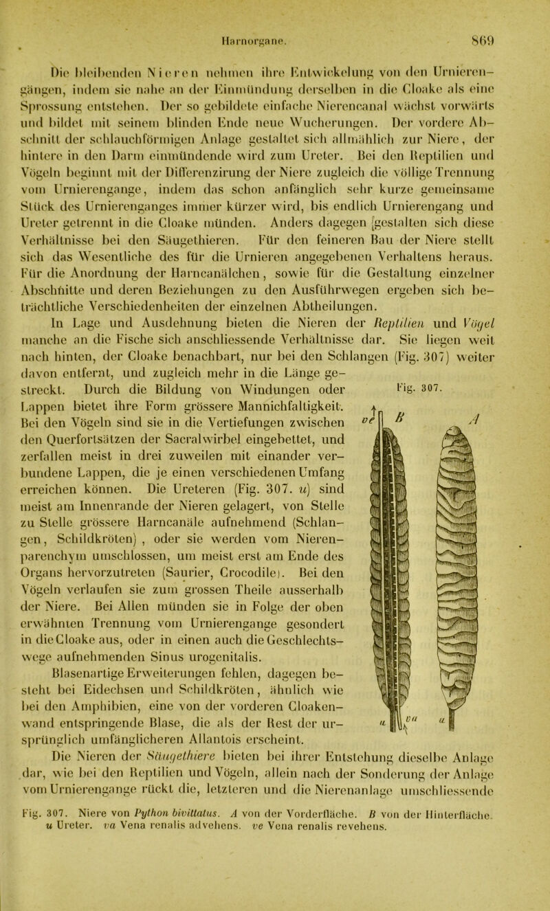 Die bleibenden Nieren nehmen ihre Entwickelung von den Urnieren- gängen, indem sie nahe an der Einmündung derselben in die Cloake als eine Sprossung entstehen. Der so gebildete einfache Nierencanal wächst vorwärts und bildet mit seinem blinden Ende neue Wucherungen. Der vordere Ab- schnitt der schlauchförmigen Anlage gestaltet sich allmählich zur Niere, der hintere in den Darm eimnündende wird zum Ureter. Bei den Reptilien und Vögeln beginnt mit der Di Heren zirung der Niere zugleich die völlige Trennung vom Urnierengange, indem das schon anfänglich sehr kurze gemeinsame Stück des Urnierenganges immer kürzer wird, bis endlich Urnierengang und Ureter getrennt in die Cloake münden. Anders dagegen [gestalten sich diese Verhältnisse bei den Säugethieren. Für den feineren Bau der Niere stellt sich das Wesentliche des für die Urnicren angegebenen Verhaltens heraus. Für die Anordnung der Harncanälchen, sowie für die Gestaltung einzelner Abschnitte und deren Beziehungen zu den Ausfuhrwegen ergeben sich be- trächtliche Verschiedenheiten der einzelnen Abtheilungen. In Lage und Ausdehnung bieten die Nieren der Reptilien und Vögel manche an die Fische sich anschliessende Verhältnisse dar. Sie liegen weit nach hinten, der Cloake benachbart, nur bei den Schlangen (Fig. 307) weiter davon entfernt, und zugleich mehr in die Länge ge- streckt. Durch die Bildung von Windungen oder Lappen bietet ihre Form grössere Mannichfaltigkeit. Bei den Vögeln sind sie in die Vertiefungen zwischen den Querfortsätzen der Sacralwirbel eingebettet, und zerfallen meist in drei zuweilen mit einander ver- bundene Lappen, die je einen verschiedenen Umfang erreichen können. Die Ureteren (Fig. 307. u) sind meist am Innenrande der Nieren gelagert, von Stelle zu Stelle grössere Harncanäle aufnehmend (Schlan- gen, Schildkröten) , oder sie werden vom Nieren- parenchym umschlossen, um meist erst am Ende des Organs hervorzutreten (Saurier, Crocodile). Bei den Fig. 307. B Vögeln verlaufen sie zum grossen Theile ausserhalb Bei Alien münden sie in Folge der oben der Niere. erwähnten Trennung vom Urnierengange gesondert in dieCloake aus, oder in einen auch die Geschlechts- wege aufnehmenden Sinus urogenitalis. Blasenartige Erweiterungen fehlen, dagegen be- steht bei Eidechsen und Schildkröten, ähnlich wie bei den Amphibien, eine von der vorderen Cloaken- wand entspringende Blase, die als der Best der ur- sprünglich umfänglicheren Allantois erscheint. Die Nieren der Säugethiere bieten bei ihrer Entstehung dieselbe Anlage dar, wie bei den Reptilien und Vögeln, allein nach der Sonderung der Anlage vom Urnierengange rückt die, letzteren und die Nierenanlage umschliessende Bi Fig. 307. Niere von Python bivittatus. A von der Vorderfläche, ß von der Ilinterfläche. u Ureter, va Vena renalis advehens. ve Vena renalis revehens.