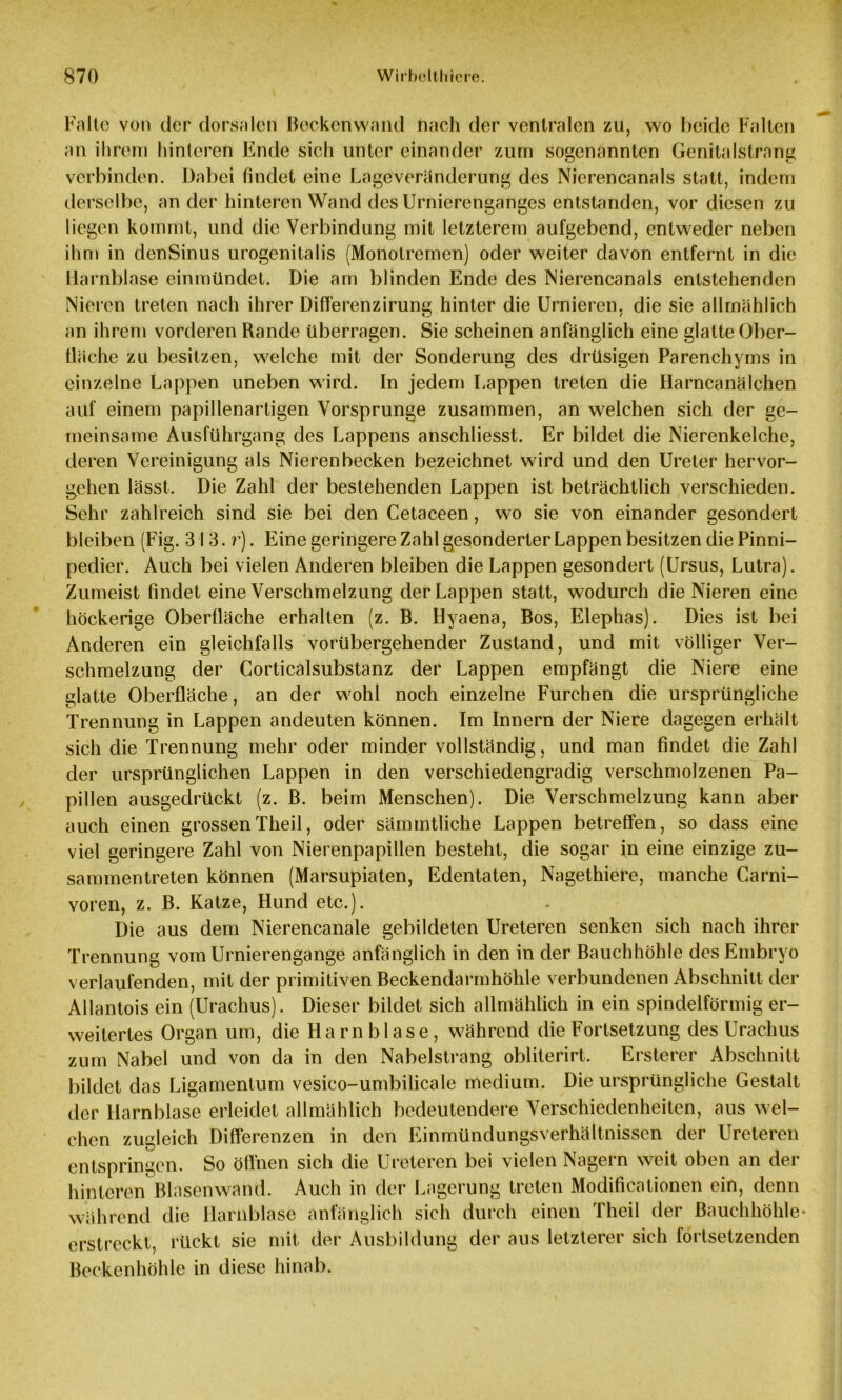 Falte von der dorsalen Beckenwand nach der ventralen zu, wo Beide Falten an ihrem hinteren Ende sich unter einander zum sogenannten Genitalstrang verbinden. Dabei findet eine Lageveränderung des Nierencanals statt, indem derselbe, an der hinteren Wand des Urnierenganges entstanden, vor diesen zu liegen kommt, und die Verbindung mit letzterem aufgebend, entweder neben ihm in denSinus urogenitalis (Monotremen) oder weiter davon entfernt in die Harnblase einmündet. Die am blinden Ende des Nierencanals entstehenden Nieren treten nach ihrer Differenzirung hinter die Urnieren, die sie allmählich an ihrem vorderen Rande überragen. Sie scheinen anfänglich eine glatte Ober- fläche zu besitzen, welche mit der Sonderung des drüsigen Parenchyms in einzelne Lappen uneben wird. In jedem Lappen treten die Harncanälchen auf einem papillenartigen Vorsprunge zusammen, an welchen sich der ge- meinsame Ausführgang des Lappens anschliesst. Er bildet die Nierenkelche, deren Vereinigung als Nierenbecken bezeichnet wird und den Ureter hervor- gehen lässt. Die Zahl der bestehenden Lappen ist beträchtlich verschieden. Sehr zahlreich sind sie bei den Cetaceen, wo sie von einander gesondert bleiben (Fig. 313.?’). Eine geringere Zahl gesonderter Lappen besitzen die Pinni- pedier. Auch bei vielen Anderen bleiben die Lappen gesondert (Ursus, Lutra). Zumeist findet eine Verschmelzung der Lappen statt, wodurch die Nieren eine höckerige Oberfläche erhalten (z. B. Hyaena, Bos, Elephas). Dies ist bei Anderen ein gleichfalls vorübergehender Zustand, und mit völliger Ver- schmelzung der Corticalsubstanz der Lappen empfängt die Niere eine glatte Oberfläche, an der wohl noch einzelne Furchen die ursprüngliche Trennung in Lappen andeuten können. Im Innern der Niere dagegen erhält sich die Trennung mehr oder minder vollständig, und man findet die Zahl der ursprünglichen Lappen in den verschiedengradig verschmolzenen Pa- pillen ausgedrückt (z. B. beim Menschen). Die Verschmelzung kann aber auch einen grossenTheil, oder sännntliche Lappen betreffen, so dass eine viel geringere Zahl von Nierenpapillen besteht, die sogar in eine einzige zu- sammentreten können (Marsupiaten, Edentaten, Nagethiere, manche Carni- voren, z. B. Katze, Hund etc.). Die aus dem Nierencanale gebildeten Ureteren senken sich nach ihrer Trennung vom Urnierengange anfänglich in den in der Bauchhöhle des Embryo verlaufenden, mit der primitiven Beckendarmhöhle verbundenen Abschnitt der Allantois ein (Urachus). Dieser bildet sich allmählich in ein spindelförmig er- weitertes Organ um, die Harnblase, während die Fortsetzung des Urachus zum Nabel und von da in den Nabelstrang obliterirt. Ersterer Abschnitt bildet das Ligamentum vesico-umbilicale medium. Die ursprüngliche Gestalt der Harnblase erleidet allmählich bedeutendere Verschiedenheiten, aus wel- chen zugleich Differenzen in den Einmündungsverhältnissen der Ureteren entspringen. So öffnen sich die Ureteren bei vielen Nagern weit oben an der hinteren Blasenwand. Auch in der Lagerung treten Modifieationen ein, denn während die Harnblase anfänglich sich durch einen Theil der Bauchhöhle- erstreckt, rückt sie mit der Ausbildung der aus letzterer sich förtsetzenden Beckenhöhle in diese hinab.