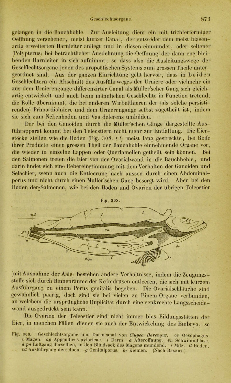 gelangen in die Bauchhöhle. Zur Auslegung dient ein mit trichterförmiger Oefi'nung versehener, meist kurzer Canal, der entweder dein meist Blasen- artig erweiterten Harnleiter anliegt und in diesen einmündet, oder seltener (Polypterus) bei beträchtlicher Ausdehnung die Oeffnung der dann eng blei- benden Harnleiter in sich aufnimmt, so dass also die Ausleitungswege der Geschlechtsorgane jenen des uropoelischcn Systems zum grossen Thcile unter- geordnet sind. Aus der ganzen Einrichtung geht hervor, dass in beiden Geschlechtern ein Abschnitt des Ausführweges der Urniere oder vielmehr ein aus dem Urnierengange differenzirter Canal als Müller’schcr Gang sich gleich- artig entwickelt und auch beim männlichen Geschlechte in Function tretend, die Rolle übernimmt, die bei anderen Wirbelthieren der (als solche persisti- renden) Primordialniere und dem Urnierengange selbst zugetheilt ist, indem sie sich zum Nebenhoden und Vas deferens umbilden. Her bei den Ganoiden durch die Müller’schen Gänge dargestellte Aus- führapparat kommt bei den Teleostiern nicht mehr zur Entfaltung. Die Eier- stöcke stellen wie die Hoden (Fig. 308. t t) meist lang gestreckte, bei Reife ihrer Producte einen grossen Theil der Bauchhöhle einnehmende Organe vor, die wieder in einzelne Lappen oder Querlamellen getheilt sein können. Bei den Salmonen treten die Eier von der Ovarialwand in die Bauchhöhle, und darin findet sich eine Uebereinstimmung mit dem Verhalten der Ganoiden und Selachier, wenn auch die Entleerung nach aussen durch einen Abdominal- porus und nicht durch einen Müller’schen Gang besorgt wird. Aber bei den Hoden der-Salmonen, wie bei den Hoden und Ovarien der übrigen Teleostier Fig. 308. (mit Ausnahme der Aale) bestehen andere Verhältnisse, indem die Zeugungs- stoffe sich durch Binnenräume der Keimdrüsen entleeren, die sich mit kurzem Ausführgang zu einem Porus genitalis begeben. Die Ovarialschläuche sind gewöhnlich paarig, doch sind sie bei vielen zu Einem Organe verbunden, an welchem die ursprüngliche Duplicität durch eine senkrechte Längsscheide- wand ausgedrückt sein kann. Die Ovarien der Teleostier sind nicht immer blos Bildungsstätten der Eier, in manchen Fällen dienen sie auch der Entwickelung des Embryo, so Fig. 308. Geschlechtsorgane und Darmcanal von Clupea Harengus. oe Oesophagus. v Magen, ap Appendices pyloricae. i Darm, a Afterötfnung. vn Schwimmblase. d.pn Luftgang derselben, in den Blindsack des Magens mündend. 5 Milz, tt Hoden. vd Auslührgang derselben, g Genitalporus. br Kiemen. (Nach Brandt.)