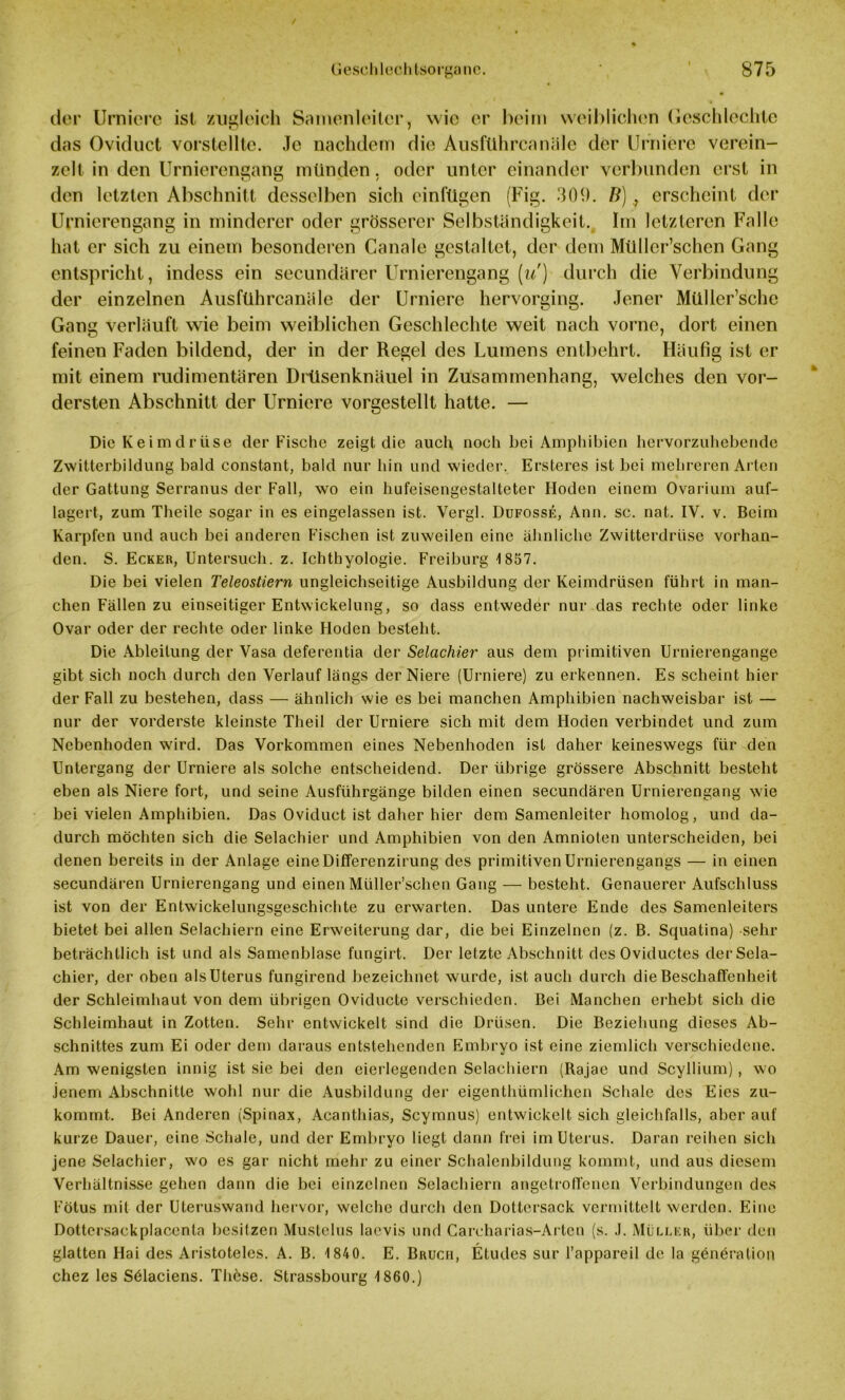 der Umiere ist zugleich Samenleiter, wie er heim weiblichen Gcschlechte das Oviduct vorstellte. Je nachdem die Ausfuhrenniile der Untiere verein- zelt. in den Urnierengang münden, oder unter einander verbunden erst in den letzten Abschnitt desselben sich einfügen (Fig. 309. B)erscheint der Urnierengang in minderer oder grösserer Selbständigkeit. Im letzteren Falle hat er sich zu einem besonderen Canale gestaltet, der dem Müllcr’schen Gang entspricht, indess ein secundärer Urnierengang [u) durch die Verbindung der einzelnen Ausführcanäle der Urniere hervorging. Jener Müllcr’schc Gang verläuft wie beim weiblichen Geschlechte weit nach vorne, dort einen feinen Faden bildend, der in der Regel des Lumens entbehrt. Häufig ist er mit einem rudimentären Drüsenknäuel in Zusammenhang, welches den vor- dersten Abschnitt der Urniere vorgestellt hatte. — Die Keimdrüse der Fische zeigt die auch noch bei Amphibien hervorzuhebendc Zwitterbildung bald constant, bald nur hin und wieder. Ersteres ist bei mehreren Arten der Gattung Serranus der Fall, wo ein hufeisengestalteter Hoden einem Ovarium auf- lagert, zum Theile sogar in es eingelassen ist. Vergl. Dufosse, Ann. sc. nat. IV. v. Beim Karpfen und auch bei anderen Fischen ist zuweilen eine ähnliche Zwitterdrüse vorhan- den. S. Ecker, Untersuch, z. Ichthyologie. Freiburg 1857. Die bei vielen Teleostiern ungleichseitige Ausbildung der Keimdrüsen führt in man- chen Fällen zu einseitiger Entwickelung, so dass entweder nur das rechte oder linke Ovar oder der rechte oder linke Hoden besteht. Die Ableitung der Vasa deferentia der Selachier aus dem primitiven Urnierengange gibt sich noch durch den Verlauf längs der Niere (Urniere) zu erkennen. Es scheint hier der Fall zu bestehen, dass — ähnlich wie es bei manchen Amphibien nachweisbar ist — nur der vorderste kleinste Theil der Urniere sich mit dem Hoden verbindet und zum Nebenhoden wird. Das Vorkommen eines Nebenhoden ist daher keineswegs für den Untergang der Urniere als solche entscheidend. Der übrige grössere Abschnitt besteht eben als Niere fort, und seine Ausführgänge bilden einen secundären Urnierengang wie bei vielen Amphibien. Das Oviduct ist daher hier dem Samenleiter homolog, und da- durch möchten sich die Selachier und Amphibien von den Amnioten unterscheiden, bei denen bereits in der Anlage eineDifferenzirung des primitivenUrnierengangs — in einen secundären Urnierengang und einenMüller’schen Gang — besteht. Genauerer Aufschluss ist von der Entwickelungsgeschichte zu erwarten. Das untere Ende des Samenleiters bietet bei allen Selachiern eine Erweiterung dar, die bei Einzelnen (z. B. Squatina) sehr beträchtlich ist und als Samenblase fungirt. Der letzte Abschnitt des Oviductes derSela- chier, der oben als Uterus fungirend bezeichnet wurde, ist auch durch die Beschaffenheit der Schleimhaut von dem übrigen Oviducte verschieden. Bei Manchen erhebt sich die Schleimhaut in Zotten. Sehr entwickelt sind die Drüsen. Die Beziehung dieses Ab- schnittes zum Ei oder dem daraus entstehenden Embryo ist eine ziemlich verschiedene. Am wenigsten innig ist sie bei den cierlegendcn Selachiern (Rajae und Scyllium) , wo jenem Abschnitte wohl nur die Ausbildung der eigenthümliehen Schale des Eies zu- kommt. Bei Anderen (Spinax, Acanthias, Scymnus) entwickelt sich gleichfalls, aber auf kurze Dauer, eine Schale, und der Embryo liegt dann frei im Uterus. Daran reihen sich jene Selachier, wo es gar nicht mehr zu einer Schalenbildung kommt, und aus diesem Verhältnisse gehen dann die bei einzelnen Selachiern angetroffenen Verbindungen des Fötus mit der Uteruswand hervor, welche durch den Dottersack vermittelt werden. Eine Dottcrsackplacenla besitzen Mustelus laevis und Careharias-Arten (s. J. Müller, über den glatten Hai des Aristoteles. A. B. 1840. E. Bruch, Etudes sur l’appareil de la göneration chez les Sölaciens. These. Strassbourg 1860.)