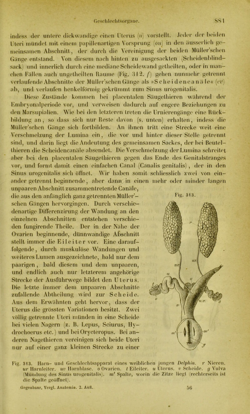 indcss der untere dickwandige einen Uterus (//) vorslellt. Jeder der beiden Uteri mündet mit einem papilienartigen Vorsprung [ouj in den iiusserlieh ge- meinsamen Abschnitt, der durch die Vereinigung der beiden Müller’schen Gänge entstand. Von diesem nach hinten zu ausgesacklen (Scheidenblind- sack und innerlich durch eine mediane Scheidewand getheilten, oder in man- chen Fällen auch ungetheillen Raume (Fig. 312. /') gehen nunmehr getrennt verlaufende Abschnitte der Müller’schen Gänge als »Schei deneanä le« (er) ab, und verlaufen henkelförmig gekrümmt zum Sinus urogenitalis. Di( ‘sc Zustände kommen bei placentalen Säugethieren während der Kmbrvonalperiode vor, und verweisen dadurch auf engere Beziehungen zu den Marsupialien. Wie bei den letzteren treten die Urnierengänge eine Rück- bildung an, so dass sich nur Reste davon (s. unten) erhalten, indess die Müller’schen Gänge sich fortbilden. An ihnen tritt eine Strecke weit eine Verschmelzung der Lumina ein, die vor und hinter dieser Stelle getrennt sind, und darin liegt die Andeutung des gemeinsamen Sackes, der bei Beutel- thieren die Scheidencanäle absendet. Die Verschmelzung der Lumina schreitet aber bei den placentalen Säugethieren gegen das Finde des Genitalstranges vor, und formt damit einen einfachen Canal (Canalis genitalis) , der in den Sinus urogenitalis sich öffnet. Wir haben somit schliesslich zwei von ein- ander getrennt beginnende, aber dann in einen mehr oder minder langen unpaaren Abschnitt zusammentretende Canäle, die aus den anfänglich ganz getrennten Müller’- schen Gängen hervorgingen. Durch verschie- denartige Differenzirung der Wandung an den einzelnen Abschnitten entstehen verschie- den fungirende Theile. Der in der Nähe der Ovarien beginnende, dünnwandige Abschnitt stellt immer die Eileiter vor. Eine darauf- folgende , durch muskulöse Wandungen und weiteres Lumen ausgezeichnete, bald nur dem paarigen, bald diesem und dem unpaaren, und endlich auch nur letzterem angehörige Strecke der Ausführwege bildet den Uterus. Die letzte immer dem unpaaren Abschnitte zufallende Abtheilung wird zur Scheide. Aus dem Erwähnten geht hervor, dass der Uterus die Grössten Variationen besitzt. Zwei u völlig getrennte Uteri münden in eine Scheide bei vielen Nagern (z. B. Lepus, Sciurus, IIv- drochoerus etc.) und bei Orycteropus. Bei an- deren Nagethieren vereinigen sich beide Uteri nur auf einer ganz kleinen Strecke zu einer Fig. 313. Fig. 313. Harn- und Geschlechtsapparat eines weiblichen jungen Delphin, r Nieren. ur Harnleiter, uv Harnblase, o Ovarien, l Eileiter, u Uterus. Scheide. (/Vulva (Mündung des Sinus urogenitalis). m' Spalte, worin die Zitze liegt (rechlerseits ist die Spalte geöffnet). Gogenbaur, Vergl. Anatomie. 2. Aull. 5ü