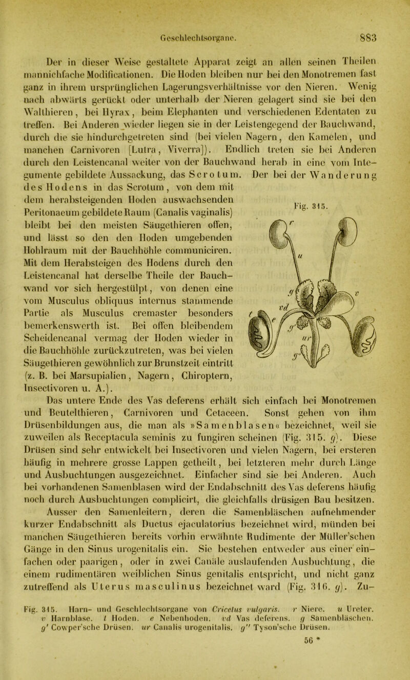 Der in dieser Weise gestaltete Apparat zeigt «in allen seinen Thcilen mannichfache Modilicationen. Die Hoden bleiben nur bei den Monotremen last ganz in ihrem ursprünglichen Lagerungsverhüllnisse vor den Nieren. Wenig nach abwärts gerückt oder unterhalb der Nieren gelagert sind sie bei den Wallhieren, bei Ilyrax, beim Elephanten und verschiedenen Edentaten zu treffen. Bei Anderen wieder liegen sie in der Leistengegend der Bauchwand, durch die sie hindurchgetreten sind (bei vielen Nagern, den Kamelen, und manchen Carnivoren [Lutra, Viverra]). Endlich treten sic bei Anderen durch den Leistencanal weiter von der Bauchwand herab in eine vom Inte- gumente gebildete Aussackung, das Sero tum. Der bei der Wanderung des Hodens in das Scrotum , von dem mit lüg. 315. dem herabsteigenden Hoden auswachsenden Peritonaeum gebildete Raum (Canalis vaginalis) bleibt bei den meisten Säugethieren offen, und lässt so den den Hoden umgebenden Hohlraum mit der Bauchhöhle communiciren. Mit dem Herabsteigen des Hodens durch den Leistencanal hat derselbe Theile der Bauch- wand vor sich hergestülpt, von denen eine vom Musculus obliquus internus stammende Partie als Musculus cremaster besonders bemerkenswert!! ist. Bei offen bleibendem Scheidencanal vermag der Hoden wieder in die Bauchhöhle zurückzutreten, was bei vielen Säugethieren gewöhnlich zur Brunstzeit eintritt (z. B. bei Marsupialien , Nagern, Chiroptern, Insectivoren u. A.). Das untere Ende des Vas deferens erhält sich einfach bei Monotremen und Beutelthieren, Carnivoren und Cetaceen. Sonst gehen von ihm Drüsenbildungen aus, die man als »Samenblasen« bezeichnet, weil sie zuweilen als Receplacula seminis zu fungiren scheinen (Fig. 315. g). Diese Drüsen sind sehr entwickelt bei Insectivoren und vielen Nagern, bei ersteren häufig in mehrere grosse Lappen getheilt, bei letzteren mehr durch Länge und Ausbuchtungen ausgezeichnet. Einfacher sind sie bei Anderen. Auch bei vorhandenen Samenblasen wird der Endabschnitt des Vas deferens häufig noch durch Ausbuchtungen complicirt, die gleichfalls drüsigen Bau besitzen. Ausser den Samenleitern, deren die Samenbläschen aufnehmender kurzer Endabschnitt als Ductus ejaculatorius bezeichnet wird, münden bei manchen Säugethieren bereits vorhin erwähnte Rudimente der Müller’schen Gänge in den Sinus urogenitalis ein. Sie bestehen entweder aus einer ein- fachen oder paarigen, oder in zwei Canäle auslaufenden Ausbuchtung, die einem rudimentären weiblichen Sinus genitalis entspricht, und nicht ganz zutreffend als Uterus masculinus bezeichnet ward (Fig. 316. y). Zu- Fig. 315. Harn- und Geschlechtsorgane von Cricelus vulgaris. r Niere. u Ureter. v Harnblase. I Hoden, e Nebenhoden, vd Vas deferens. g Samenbläschen. g' Covvper’sche Drüsen, ur Canalis urogenitalis. g'' Tyson’sche Drüsen. 56 *