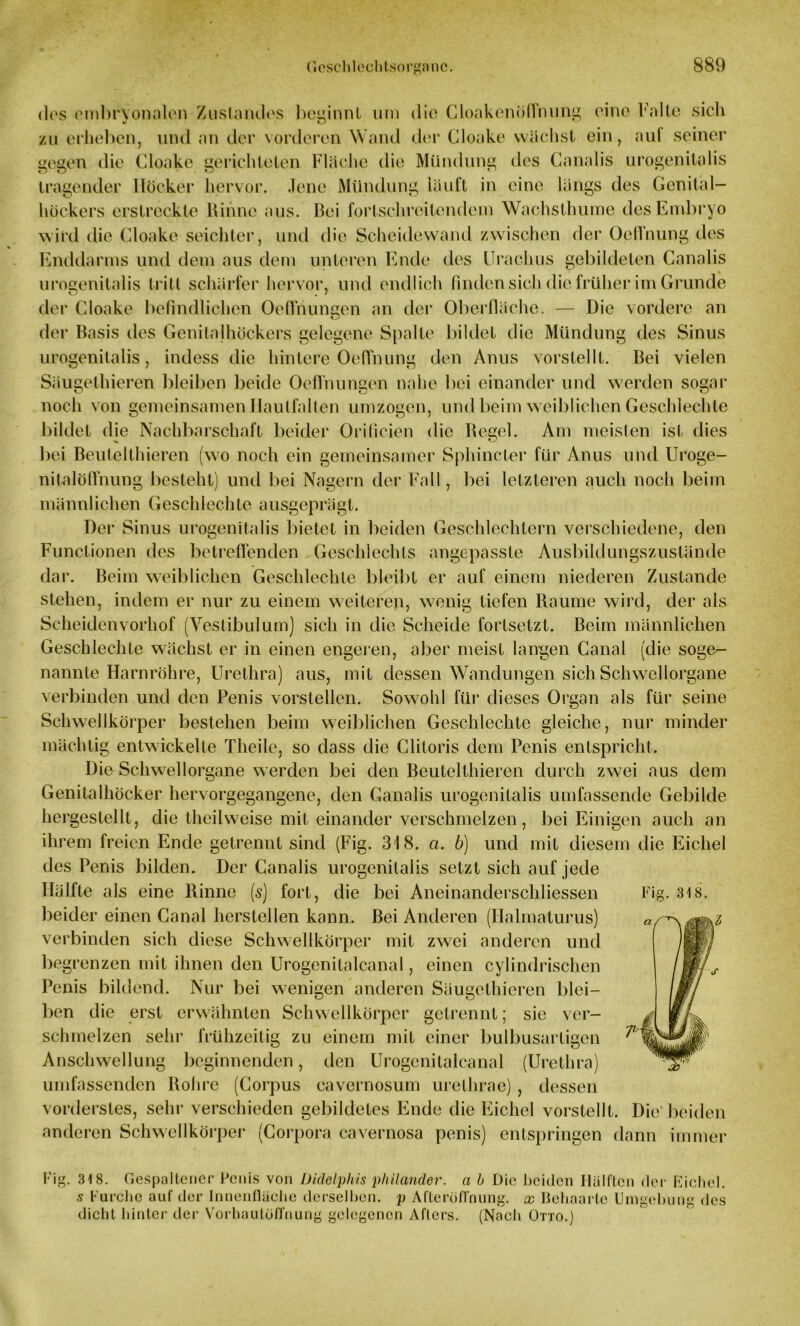 dos embryonalen Zustandes beginnt um die Cloakenöffnung eine Falte sich zu erheben, und an der vorderen Wand der Cloake wachst ein, aul seiner gegen die Cloake gerichteten Fläche die Mündung des Canalis urogenitalis tragender Höcker hervor. Jene Mündung läuft in eine längs des Genital- höckers erstreckte Rinne aus. Bei fortschreitendem Wachsthuine des Embryo wird die Cloake seichter, und die Scheidewand zwischen der Oelfnung des Enddarms und dem aus dem unteren Ende des Urachus gebildeten Canalis urogenitalis tritt schärfer hervor, und endlich finden sich die früher im Grunde der Cloake befindlichen Oeffnungen an der Oberfläche. — Die vordere an der Basis des Genitalhöckers gelegene Spalte bildet die Mündung des Sinus urogenitalis, indess die hintere Oelfnung den Anus vorstellt. Bei vielen Säugethieren bleiben beide Oeffnungen nahe bei einander und werden sogar noch von gemeinsamen Hautfallen umzogen, und beim weiblichen Geschlechte bildet die Nachbarschaft beider Orificien die Regel. Am meisten ist dies bei BeutelIhieren (wo noch ein gemeinsamer Sphincter für Anus und Uroge- nitalöffnung besteht) und bei Nagern der Fall, bei letzteren auch noch beim männlichen Geschlechte ausgeprägt. Der Sinus urogenitalis bietet in beiden Geschlechtern verschiedene, den Functionen des betreffenden Geschlechts angepasste Ausbildungszustände dar. Beim weiblichen Geschlechle bleibt er auf einem niederen Zustande stehen, indem er nur zu einem weiteren, wenig tiefen Raume wird, der als Scheidenvorhof (Vestibülum) sich in die Scheide fortsetzt. Beim männlichen Geschlechte wächst er in einen engeren, aber meist langen Canal (die soge- nannte Harnröhre, Urethra) aus, mit dessen Wandungen sich Schwellorgane verbinden und den Penis vorstellen. Sowohl für dieses Organ als für seine Schwellkörper bestehen beim weiblichen Geschlechte gleiche, nur minder mächtig entwickelte Theile, so dass die Clitoris dem Penis entspricht. Die Schwellorgane werden bei den Beutelthieren durch zwei aus dem Genitalhöcker hervorgegangene, den Ganalis urogenitalis umfassende Gebilde hergestellt, die theilweise mit einander verschmelzen, bei Einigen auch an ihrem freien Ende getrennt sind (Fig. 318. ci. b) und mit diesem die Eichel des Penis bilden. Der Canalis urogenitalis setzt sich auf jede Hälfte als eine Rinne (s) fort, die bei Aneinanderschliessen beider einen Canal hersteilen kann. Bei Anderen (Ilalmaturus) verbinden sich diese Schwellkörper mit zwei anderen und begrenzen mit ihnen den Urogenitalcanal, einen cylindrischen Penis bildend. Nur bei wenigen anderen Säugethieren blei- ben die erst erwähnten Schwellkörper getrennt; sie ver- schmelzen sehr frühzeitig zu einem mit einer bulbusartigen Anschwellung beginnenden, den Urogenitalcanal (Urethra) umfassenden Rohre (Corpus cavernosum urethrae) , dessen vorderstes, sehr verschieden gebildetes Ende die Eichel vorstellt. Die'beiden anderen Schwellkörper (Corpora cavernosa penis) entspringen dann immer Fig. 318. Gespaltener Penis von Didelphis philander, a b Die beiden Hälften der Eichel. s Furche auf der Innenfläche derselben, p Afterüffnung. x Behaarte Umgehung des dicht hinter der Vorhautüffnung gelegenen Afters. (Nach Otto.)