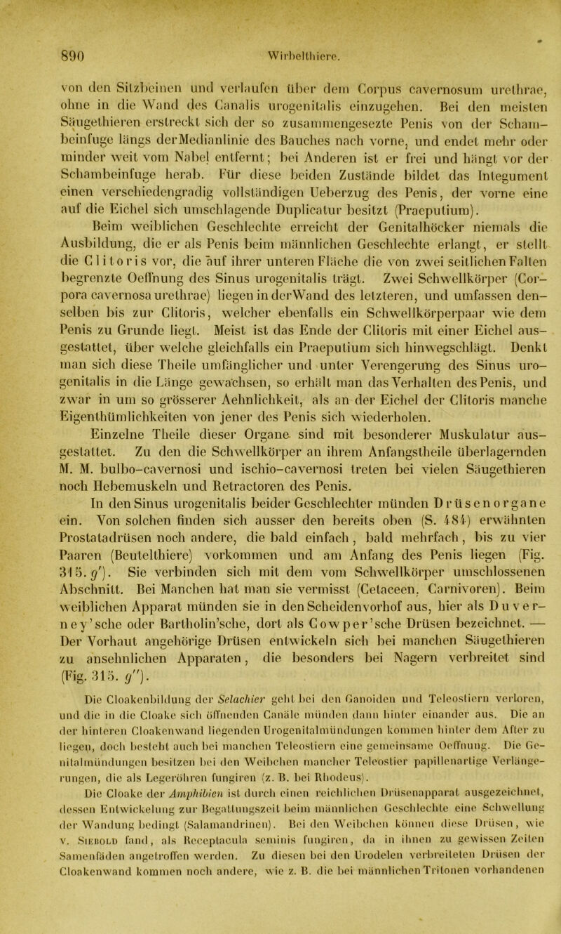 von den Sitzbeinen und verlaufen über dem Corpus cavernosum urethrae, ohne in die Wand des Canalis urogenilalis einzugehen. Bei den meisten Säugethieren erstreckt sich der so zusammengesezte Penis von der Scham- beinfuge längs der Medianl inie des Bauches nach vorne, und endet mehr oder minder weit vom Nabel entfernt; bei Anderen ist er frei und hängt vor der Schambeinfuge herab. Für diese beiden Zustände bildet das Integument einen verscbiedengradig vollständigen Ueberzug des Penis, der vorne eine auf die Eichel sich umschlagende Duplicatur besitzt (Praeputium). Beim weiblichen Geschlechte erreicht der Genitalhöcker niemals die Ausbildung, die er als Penis beim männlichen Geschlechte erlangt, er stellt die Clitoris vor, die auf ihrer unteren Fläche die von zwei seitlichen Falten begrenzte Oeffnung des Sinus urogenilalis trägt. Zwei Schwellkörper (Cor- pora cavernosa urethrae) liegen in derWand des letzteren, und umfassen den- selben bis zur Clitoris, welcher ebenfalls ein Schwellkörperpaar wie dem Penis zu Grunde liegt. Meist ist das Ende der Clitoris mit einer Eichel aus- gestattet, über welche gleichfalls ein Praeputium sich hinwegschlägt. Denkt man sich diese Theile umfänglicher und unter Verengerung des Sinus uro- genitalis in die Länge gewachsen, so erhält man das Verhalten des Penis, und zwar in um so grösserer Aehnlichkeit, als an der Eichel der Clitoris manche Eigenthümlichkeiten von jener des Penis sich wiederholen. Einzelne Theile dieser Organe sind mit besonderer Muskulatur aus- gestattet. Zu den die Schwellkörper an ihrem Anfangslheile überlagernden M. M. bulbo-cavernosi und ischio-cavernosi treten bei vielen Säugethieren noch Hebemuskeln und Betractoren des Penis. In den Sinus urogenitalis beider Geschlechter münden Drüsenorgane ein. Von solchen finden sich ausser den bereits oben (S. 484) erwähnten Prostatadrüsen noch andere, die bald einfach , bald mehrfach, bis zu vier Paaren (Beutelthiere) Vorkommen und am Anfang des Penis liegen (Fig. 315.#'). Sie verbinden sich mit dem vom Schwellkörper umschlossenen Abschnitt. Bei Manchen hat man sie vermisst (Celaceen. Carnivoren). Beim weiblichen Apparat münden sie in den Scheidenvorhof aus, hier als Duver- ney’sche oder Bartholin’sche, dort als Cowper’sehe Drüsen bezeichnet. — Der Vorhaut Angehörige Drüsen entwickeln sich bei manchen Säugethieren zu ansehnlichen Apparaten, die besonders bei Nagern verbreitet sind (Fig. 315. g). Die Cloakenbildung der Selachier geht hei den Ganoiden und Teleostiern verloren, und die in die Cloake sich öffnenden Canäle münden dann hinter einander aus. Die an der hinteren Cloakcnwand liegenden Urogenitalmündungen kommen hinter dem After zu liegen, doch besteht auch bei manchen Teleostiern eine gemeinsame Oeffnung. Die Ge- nitalmlindungcn besitzen bei den Weibchen mancher Teleostier papillenartige Verlänge- rungen, die als Legeröhren fungiren (z. Th bei Rhodens). Die Cloake dev Amphibien ist durch einen reichlichen Drüsenapparat ausgezeichnet, dessen Entwickelung zur Begattungszeil beim männlichen Geschlechte eine Schwellung der Wandung bedingt (Salamandrincn). Bei den Weibchen können diese Drüsen, wie v. Sir.bold fand, als Rcceptacula seminis fungiren, da in ihnen zu gewissen Zeiten Samenfäden angetroffen werden. Zu diesen bei den Urodelen verbreiteten Drüsen der Cloakenwand kommen noch andere, wie z. B. die bei männlichen Tritonen vorhandenen