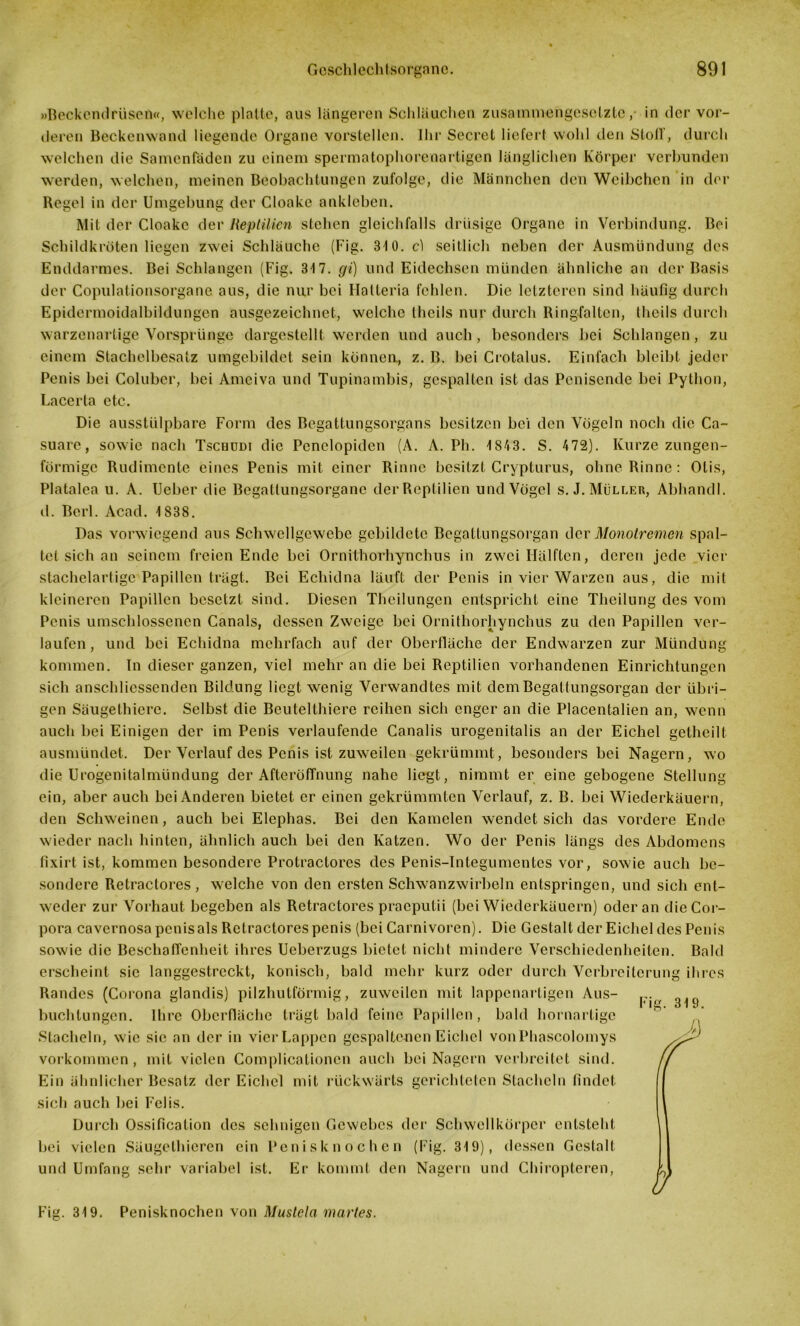 »Beckendrüsen«, welche platte, aus längeren Schläuchen zusammengesetzte,' in der vor- deren Beckenwand liegende Organe vorstellen. Ihr Secret liefert wohl den Stoff, durch welchen die Samenfäden zu einem spermatophorenartigen länglichen Körper verbunden werden, welchen, meinen Beobachtungen zufolge, die Männchen den Weihehen in der Regel in der Umgehung der Cloake ankleben. Mit der Cloake der Reptilien stehen gleichfalls drüsige Organe in Verbindung. Bei Schildkröten liegen zwei Schläuche (Fig. 310. cl seitlich neben der Ausmündung des Enddarmes. Bei Schlangen (Fig. 317. gi) und Eidechsen münden ähnliche an der Basis der Copulationsorgane aus, die nur bei Halleria fehlen. Die letzteren sind häufig durch Epidermoidalbildungen ausgezeichnet, welche thcils nur durch Ringfaltcn, thcils durch warzenartige Vorsprünge dargestellt werden und auch , besonders bei Schlangen, zu einem Stachelbesatz umgebildet sein können, z. B. bei Crotalus. Einfach bleibt jeder Penis bei Colubcr, bei Ameiva und Tupinambis, gespalten ist das Penisende bei Python, Lacerta etc. Die ausstülpbare Form des Begattungsorgans besitzen bei den Vögeln noch die Ca- suare, sowie nach Tschudi die Pcnelopiden (A. A. Ph. 1843. S. 472). Kurze zungen- förmige Rudimente eines Penis mit einer Rinne besitzt Crypturus, ohne Rinne : Otis, Platalea u. A. Ueber die Begattungsorgane der Reptilien und Vögel s. J. Müller, Abhandl. d. Berl. Acad. 1838. Das vorwiegend aus Schwellgewebe gebildete Begattungsorgan der Monolremen spal- tet sich an seinem freien Ende bei Ornithorhynchus in zwei Hälften, deren jede vier stachelartige Papillen trägt. Bei Echidna läuft der Penis in vier Warzen aus, die mit kleineren Papillen besetzt sind. Diesen Theilungen entspricht eine Theilung des vom Penis umschlossenen Canals, dessen Zweige bei Ornithorhynchus zu den Papillen ver- laufen , und bei Echidna mehrfach auf der Oberfläche der Endwarzen zur Mündung kommen. In dieser ganzen, viel mehr an die bei Reptilien vorhandenen Einrichtungen sich anschliessenden Bildung liegt wenig Verwandtes mit dem Begattungsorgan der übri- gen Säugethierc. Selbst die Bcutelthiere reihen sich enger an die Placentalien an, wenn auch bei Einigen der im Penis verlaufende Canalis urogenitalis an der Eichel getheilt ausmündet. Der Verlauf des Penis ist zuwreilen gekrümmt, besonders bei Nagern, wo die Urogenitalmündung der Afteröffnung nahe liegt, nimmt er eine gebogene Stellung ein, aber auch bei Anderen bietet er einen gekrümmten Verlauf, z. B. bei Wiederkäuern, den Schweinen, auch bei Elcphas. Bei den Kamelen wendet sich das vordere Endo wieder nach hinten, ähnlich auch bei den Katzen. Wo der Penis längs des Abdomens fixirt ist, kommen besondere Protractores des Penis-Integumentes vor, sowie auch be- sondere Retractores, welche von den ersten Sclvwanzwirbeln entspringen, und sich ent- weder zur Vorhaut begeben als Retractores praeputii (bei Wiederkäuern) oder an die Cor- pora cavernosa pcnisals Retractores penis (bei Carnivoren). Die Gestalt der Eichel des Penis sowie die Beschaffenheit ihres Ueberzugs bietet nicht mindere Verschiedenheiten. Bald erscheint sic langgestreckt, konisch, bald mehr kurz oder durch Verbreiterung ihres Randes (Corona glandis) pilzhutförmig, zuweilen mit lappenartigen Aus- buchtungen. Ihre Oberfläche trägt bald feine Papillen, bald hornartige Stacheln, w ie sic an der in vier Lappen gespaltenen Eichel vonPhascolomys Vorkommen, mit vielen Complicationcn auch bei Nagern verbreitet sind. Ein ähnlicher Besatz der Eichel mit rückwärts gerichteten Stacheln findet sich auch bei Felis. Durch Ossification des sehnigen Gewebes der Schwellkörper entsteht bei vielen Säugethicren ein Penisknochen (Fig. 319), dessen Gestalt und Umfang sehr variabel ist. Er kommt den Nagern und Chiropteren, Fig. 319. Penisknochen von Muslela marles. Fig. 319.