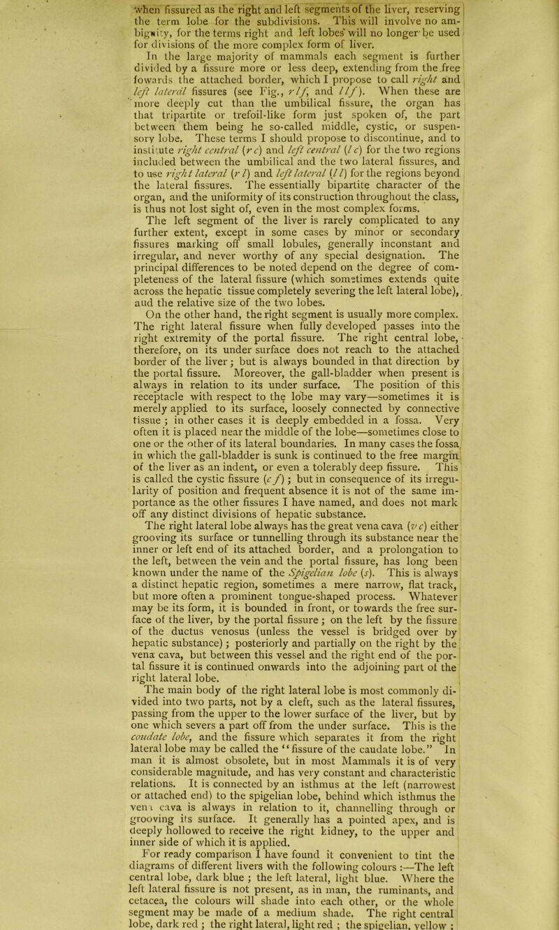 vvhen fissurecl as the right and left Segments of the liver, reserving the term lobe for the subdivisions. This will involve no am- bignity, for the terms right and left lobes will no longer be used for divisions of the more complex form of liver. In the large majority of mammals each segment is further divided by a fissure more or less deep, extending from the free fowards the attached border, whichl propose to call right and left lateral fissures (see Fig., rlf and llf). When these are more deeply cut than the umbilical fissure, the organ has that tripartite or trefoil-like form just spoken of, the part between them being he so-called middle, cystic, or suspen- sory lobe. These terms I should propose to discontinue, and to insluute right central (re) and left central (/e) for the two rcgions included between the umbilical and the two lateral fissures, and to use right lateral (r l) and left lateral (//) for the regions beyond the lateral fissures. The essentially bipartite character of the organ, and the uniformity of its construction throughout the dass, is thus not lost sight of, even in the most complex forms. The left segment of the liver is rarely complicated to any further extent, except in some cases by minor or secondary fissures marking off small lobules, generally inconstant and irregulär, and never worthy of any special designation. The principal differences to be noted depend on the degree of com- pleteness of the lateral fissure (which sometimes extends quite across the hepatic tissue completely severing the left lateral lobe),. aud the relative size of the two lobes. On the other hand, the right segment is usually more complex. The right lateral fissure when fully developed passes into the right extremity of the portal fissure. The right central lobe, • therefore, on its under surface does not reach to the attached border of the liver ; but is always bounded in that direction by the portal fissure. Moreover, the gall-bladder when present is always in relation to its under surface. The position of this receptacle with respect to the lobe may vary—sometimes it is merely applied to its surface, loosely connected by connective tissue ; in other cases it is deeply embedded in a fossa. Very often it is placed near the middle of the lobe—sometimes close to one or the other of its lateral boundaries. In many cases the fossa in which the gall-bladder is sunk is continued to the free margin of the liver as an indent, or even a tolerably deep fissure. This is called the cystic fissure (c f); but in consequence of its irregu- larity of position and frequent absence it is not of the same im- portance as the other fissures I have named, and does not mark off any distinct divisions of hepatic substance. The right lateral lobe always has the great vena cava (ve) either grooving its surface or tunnelling through its substance near the inner or left end of its attached border, and a Prolongation to the left, between the vein and the portal fissure, has long been known under the name of the Spigelian lobe (j). This is always a distinct hepatic region, sometimes a mere narrow, flat track, but more often a prominent tongue-shaped process. Whatever may be its form, it is bounded in front, or towards the free sur- face of the liver, by the portal fissure ; on the left by the fissure of the ductus venosus (unless the vessel is bridged over by hepatic substance); posteriorly and partially on the right by the vena cava, but between this vessel and the right end of the por- tal fissure it is continued onwards into the adjoining part of the right lateral lobe. The main body of the right lateral lobe is most commonly di- vided into two parts, not by a cleft, such as the lateral fissures, passing from the upper to the lower surface of the liver, but by one which severs a part off from the under surface. This is the coudate lobe, and the fissure which separates it from the right lateral lobe may be called the “fissure of the caudate lobe.” In man it is almost obsolete, but in most Mammals it is of very considerable magnitude, and has very constant and characteristic relations. It is connected by an isthmus at the left (narrowest or attached end) to the spigelian lobe, behind which isthmus the ven\ cava is always in relation to it, channelling through or grooving its surface. It generally has a pointed apex, and is deeply hollowed to receive the right kidney, to the upper and inner side of which it is applied. For ready comparison I have found it convenient to tint the diagrams of different livers with the following colours :—The left central lobe, dark blue ; the left lateral, light blue. Where the left lateral fissure is not present, as in man, the ruminants, and cetacea, the colours will shade into each other, or the whole segment may be made of a medium shade. The right central lobe, dark red : the right lateral, light red ; the spigelian, yellow :