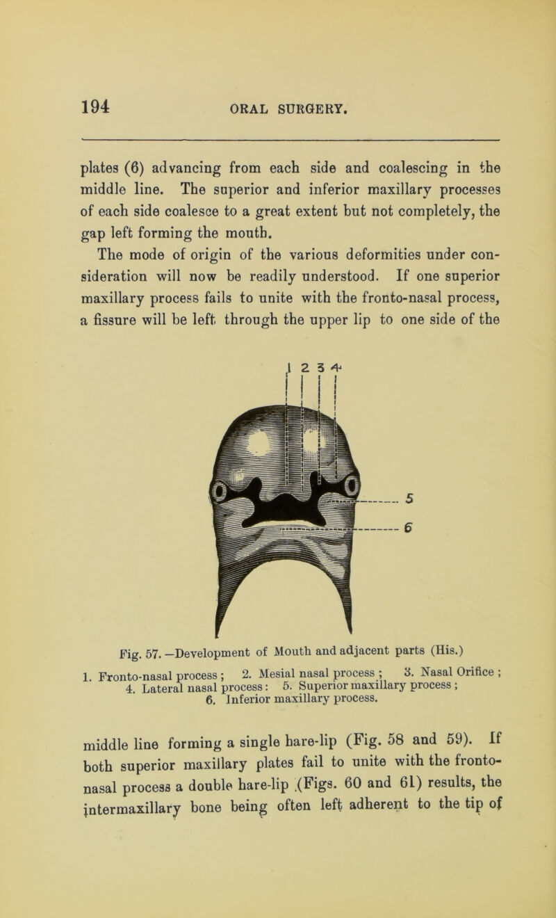 plates (6) advancing from each side and coalescing in the middle line. The superior and inferior maxillary processes of each side coalesce to a great extent but not completely, the gap left forming the mouth. The mode of origin of the various deformities under con- sideration will now be readily understood. If one superior maxillary process fails to unite with the fronto-nasal process, a fissure will be left through the upper lip to one side of the 234 - 5 - 6 Fig. 57. —Development of Mouth and adjacent parts (His.) 1 Fronto-nasal process ; 2. Mesial nasal process ; 3. Nasal Orifice ; 4. Lateral nasal process: 5. Superior maxillary process ; 6. Inferior maxillary process. middle line forming a single hare-lip (Fig. 58 and 59). If both superior maxillary plates fail to unite with the fronto- nasal process a double hare-lip .(Figs. 60 and 61) results, the intermaxillary bone being often left adherent to the tip of