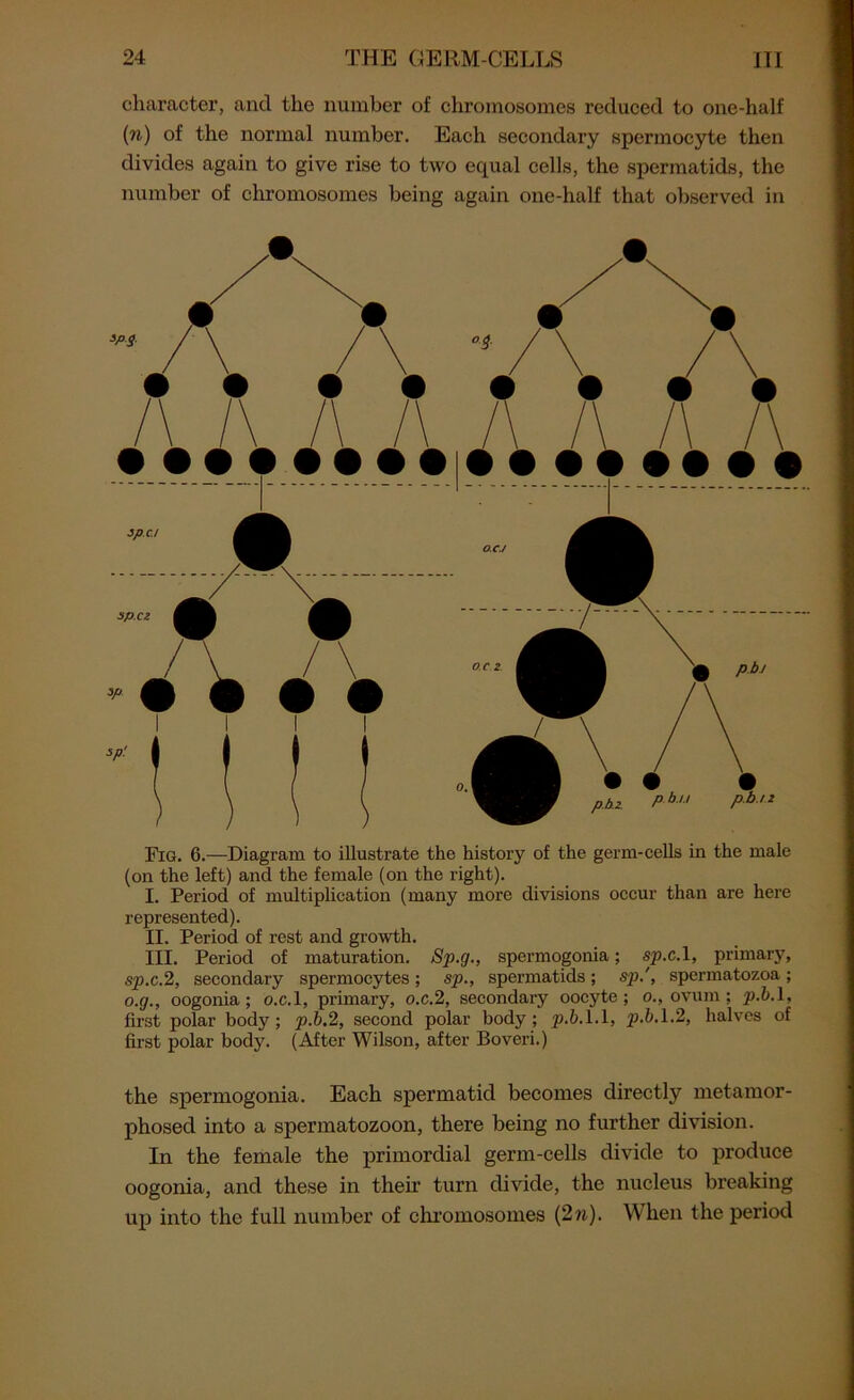 chai’actei’, and the xxumber of chromosomes reduced to one-half (n) of the xxorxnal nuxnber. Each secondary spermocyte then divides again to give rise to two equal cells, the spermatids, the number of chromosomes being again one-half that observed in Fig. 6.—Diagram to illustrate the history of the germ-cells in the male (on the left) and the female (on the right). I. Period of multiplication (many more divisions occur than are here represented). II. Period of rest and growth. III. Period of maturation. Sp.g., spermogonia; sp.c.l, primary, sp.c.2, secondary spermocytes ; sp., spermatids ; sp.', spermatozoa ; o.g., oogonia; o.c.l, primary, o.c.2, secondary oocyte; o., ovum; p.b. 1, first polar body; p.b.2, second polar body; p.b. 1.1, p.b. 1.2, halves of first polar body. (After Wilson, after Boveri.) the spermogonia. Each spermatid becomes directly metamor- phosed into a spermatozoon, there being no further division. In the female the primordial germ-cells divide to produce oogonia, and these in their turn divide, the nucleus breaking up into the full number of chromosomes (2 n). When the period