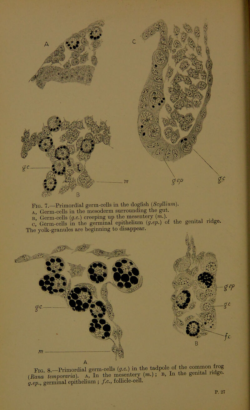 £ Fig. 7.—-Primordial germ-cells in tire dogfish (Scyllium). a, Germ-cells in the mesoderm surrounding the gut. b, Germ-cells (g.c.) creeping up the mesentery (to.). c, Germ-cells in the germinal epithelium (g.ep.) of the genital ridge. The yolk-granules are beginning to disappear. m Fig. 8.—Primordial germ-cells (g.c.) in the tadpole of the (Ecma temporaria). a, In the mesentery (m.); B, In the genital g • g.ep., germinal epithelium ; J.c., follicle-cell.