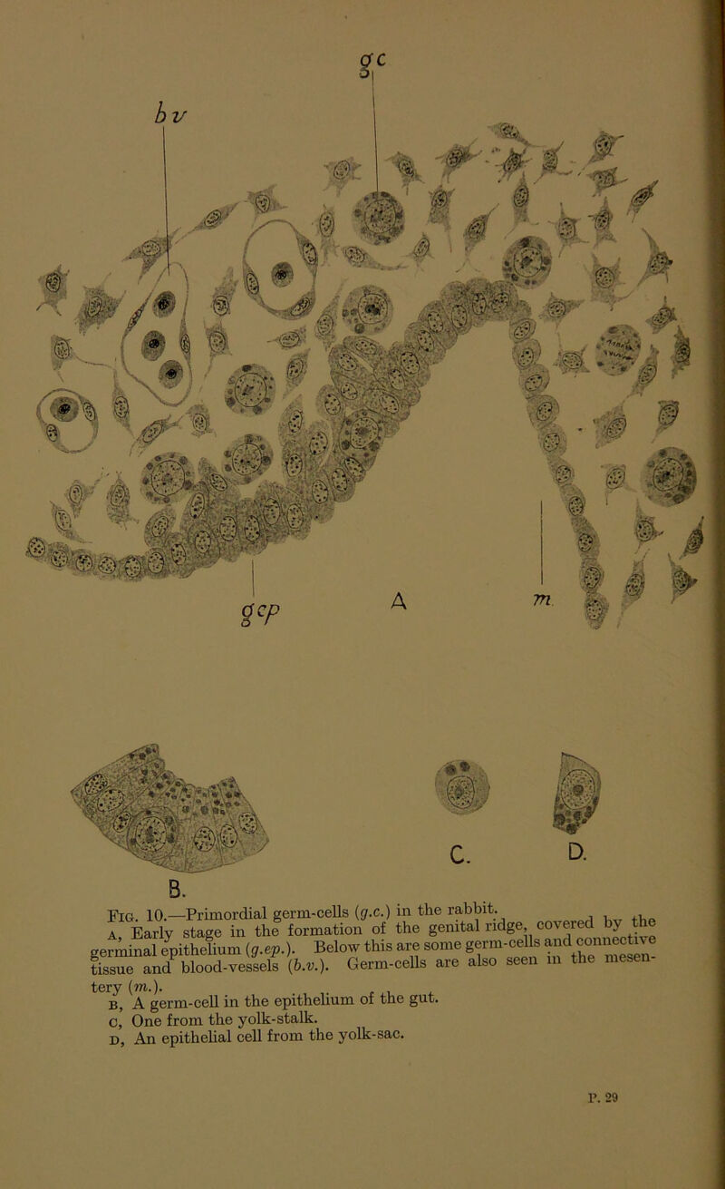 Fig. 10.—Primordial germ-cells (,g.c.) in the rabbit. a Early stage in the formation of the genital ridge, covered y germinal epithelium (g.ep.). Below this are some germ-cells and ™ctive tissue and blood-vessels (6.®.). Germ-cells are also seen m the mesen tery (m.). B, A germ-cell in the epithelium of the gut. c, One from the yolk-stalk. D, An epithelial cell from the yolk-sac.
