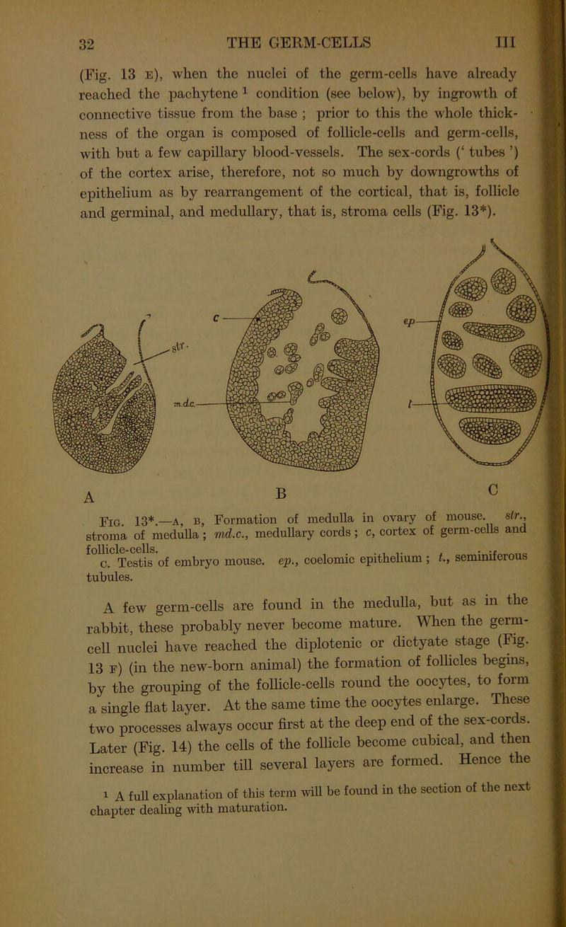 (Fig. 13 e), when the nuclei of the germ-cells have already reached the pachytene 1 condition (see below), by ingrowth of connective tissue from the base ; prior to this the whole thick- ness of the organ is composed of follicle-cells and germ-cells, with but a few capillary blood-vessels. The sex-cords (‘ tubes ’) of the cortex arise, therefore, not so much by downgrowths of epithelium as by rearrangement of the cortical, that is, follicle and germinal, and medullary, that is, stroma cells (Fig. 13*). A B C Fig. 13*.—a, b, Formation of medulla in ovary of mouse. sir., stroma of medulla; md.c., medullary cords; c, cortex of germ-cells and follicle-cells. c. Testis of embryo mouse, tubules. ep., coelomic epithelium ; t., seminiferous A few germ-cells are found in the medulla, but as in the rabbit, these probably never become mature. When the germ- cell nuclei have reached the diplotenic or dictyate stage (Fig. 13 f) (in the new-born animal) the formation of follicles begins, by the grouping of the follicle-cells round the oocytes, to form a single flat layer. At the same time the oocytes enlarge. These two processes always occur first at the deep end of the sex-cords. Later (Fig. 14) the cells of the follicle become cubical, and then increase in number till several layers are formed. Hence the i A full explanation of this term will be found in the section of the next chapter dealing with maturation.