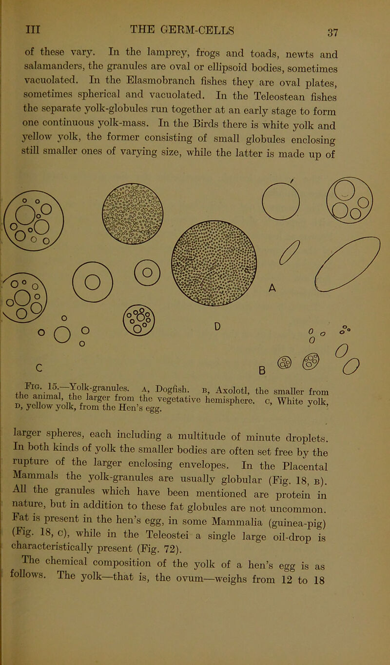 of these vary. In the lamprey, frogs and toads, newts and salamanders, the granules are oval or ellipsoid bodies, sometimes vacuolated. In the Elasmobranch fishes they are oval plates, sometimes spherical and vacuolated. In the Teleostean fishes the separate yolk-globules run together at an early stage to form one continuous yolk-mass. In the Birds there is white yolk and yellow yolk, the former consisting of small globules enclosing still smaller ones of varying size, while the latter is made up of thf^i^r^-grantS- £ Dogfish- B’ AxoIofcI’ tlie smaller from the animal, the larger from the vegetative hemisphere, c. White yolk d, yellow yolk, from the Hen’s egg. ’ y K’ larger spheres, each including a multitude of minute droplets. In both kinds of yolk the smaller bodies are often set free by the rupture of the larger enclosing envelopes. In the Placental Mammals the yolk-granules are usually globular (Pig. 18, b). All the granules which have been mentioned are protein in nature, but in addition to these fat globules are not uncommon. Fat is present in the hen’s egg, in some Mammalia (guinea-pig) (Fig. 18, c), while in the Teleostei a single large oil-drop is characteristically present (Fig. 72). The chemical composition of the yolk of a hen’s egg is as follows. The yolk—that is, the ovum—weighs from 12 to 18