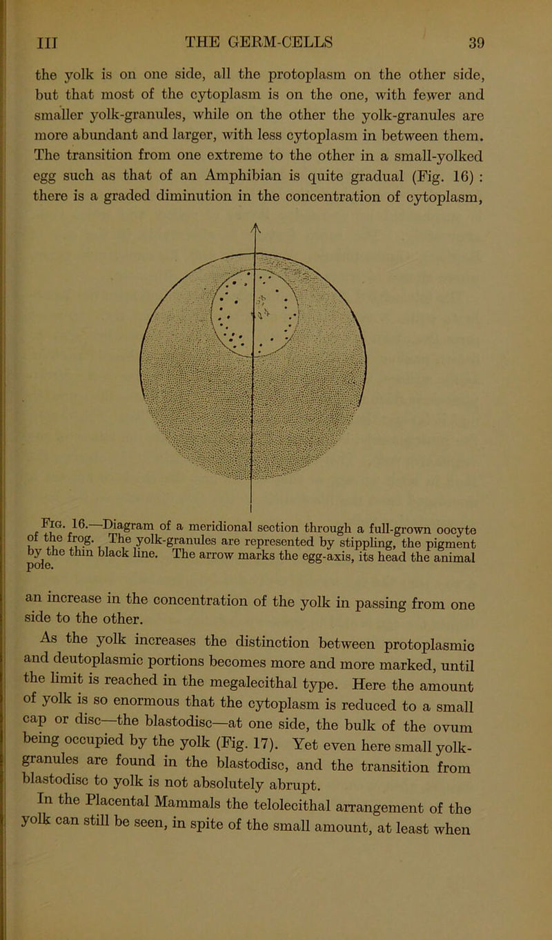 the yolk is on one side, all the protoplasm on the other side, but that most of the cytoplasm is on the one, with fewer and smaller yolk-granules, while on the other the yolk-granules are more abundant and larger, with less cytoplasm in between them. The transition from one extreme to the other in a small-yolked egg such as that of an Amphibian is quite gradual (Fig. 16) : there is a graded diminution in the concentration of cytoplasm, diagram of a meridional section through a full-grown oocyte 1 7uG fA°-g' i ,Th,e yolk-granules are represented by stippling, the pigment by the thin black line. The arrow marks the egg-axis, its head the animal an increase in the concentration of the yolk in passing from one side to the other. As the yolk increases the distinction between protoplasmic and deutoplasmic portions becomes more and more marked, until the limit is reached in the megalecithal type. Here the amount of yolk is so enormous that the cytoplasm is reduced to a small cap or disc—the blastodisc—at one side, the bulk of the ovum being occupied by the yolk (Fig. 17). Yet even here small yolk- granules are found in the blastodisc, and the transition from blastodisc to yolk is not absolutely abrupt. In the Placental Mammals the telolecithal arrangement of the yolk can still be seen, in spite of the small amount, at least when