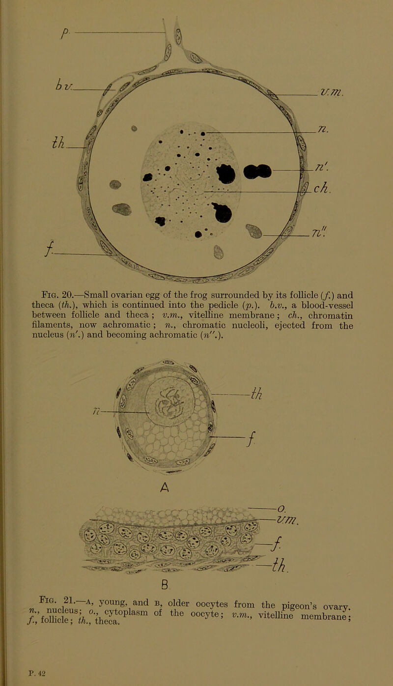 Fig. 20.—Small ovarian egg of the frog surrounded by its follicle (/.) and theca (th.), which is continued into the pedicle (p.). b.v., a blood-vessel between follicle and theca; v.m., vitelline membrane; ch., chromatin filaments, now achromatic; n., chromatic nucleoli, ejected from the nucleus (n'.) and becoming achromatic (n.). Fig. 21. a, young and b, older oocytes from the pigeon’s ovarv /;foml?k°th2J°p of th0 oocyte; vitelli6 P. 42