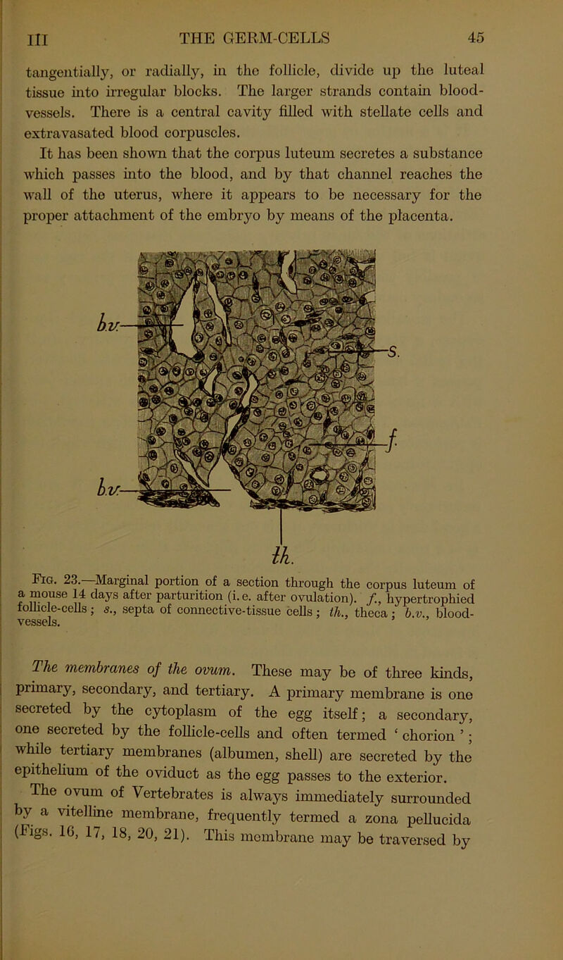 tangentially, or radially, in the follicle, divide up the luteal tissue into irregular blocks. The larger strands contain blood- vessels. There is a central cavity filled with stellate cells and extravasated blood corpuscles. It has been shown that the corpus luteum secretes a substance which passes into the blood, and by that channel reaches the wall of the uterus, where it appears to be necessary for the proper attachment of the embryo by means of the placenta. ik. Fig. 2c. Marginal portion of a section through the corpus luteum of a mouse 14 days after parturition (i.e. after ovulation). /., hypertrophied lolhcle-cells ; s., septa of connective-tissue cells ; tli., theca : b.v., blood- vessels. The membianes of the ovum. These may be of three kinds, primary, secondary, and tertiary. A primary membrane is one secreted by the cytoplasm of the egg itself; a secondary, one secreted by the follicle-cells and often termed ‘ chorion ’; while tertiary membranes (albumen, shell) are secreted by the epithelium of the oviduct as the egg passes to the exterior. The ovum of Vertebrates is always immediately surrounded by a vitelline membrane, frequently termed a zona pellucida (Figs. 16, 17, 18, 20, 21). This membrane may be traversed by
