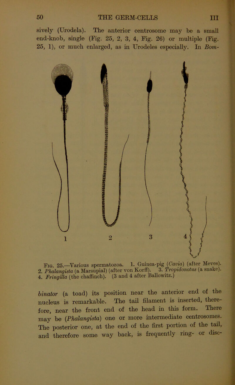 sively (Urodela). The anterior centrosomo may be a small end-knob, single (Fig. 25, 2, 3, 4, Fig. 26) or multiple (Fig. 25, 1), or much enlarged, as in Urodeles especially. In Bom- Fio 25 —Various spermatozoa. 1. Guinea-pig (Cavia) (after Meves). 2. Phalangista (a Marsupial) (after von Korff). 3. Tropidonolus (a snake). 4. Fringilla (the chaffinch). (3 and 4 after Ballowitz.) binator (a toad) its position near the anterior end of the nucleus is remarkable. The tail filament is inserted, there- fore, near the front end of the head in this form. There may be (.Phalangista) one or more intermediate centrosomes. The posterior one, at the end of the first portion of the tail, and therefore some way back, is frequently ring- or disc-