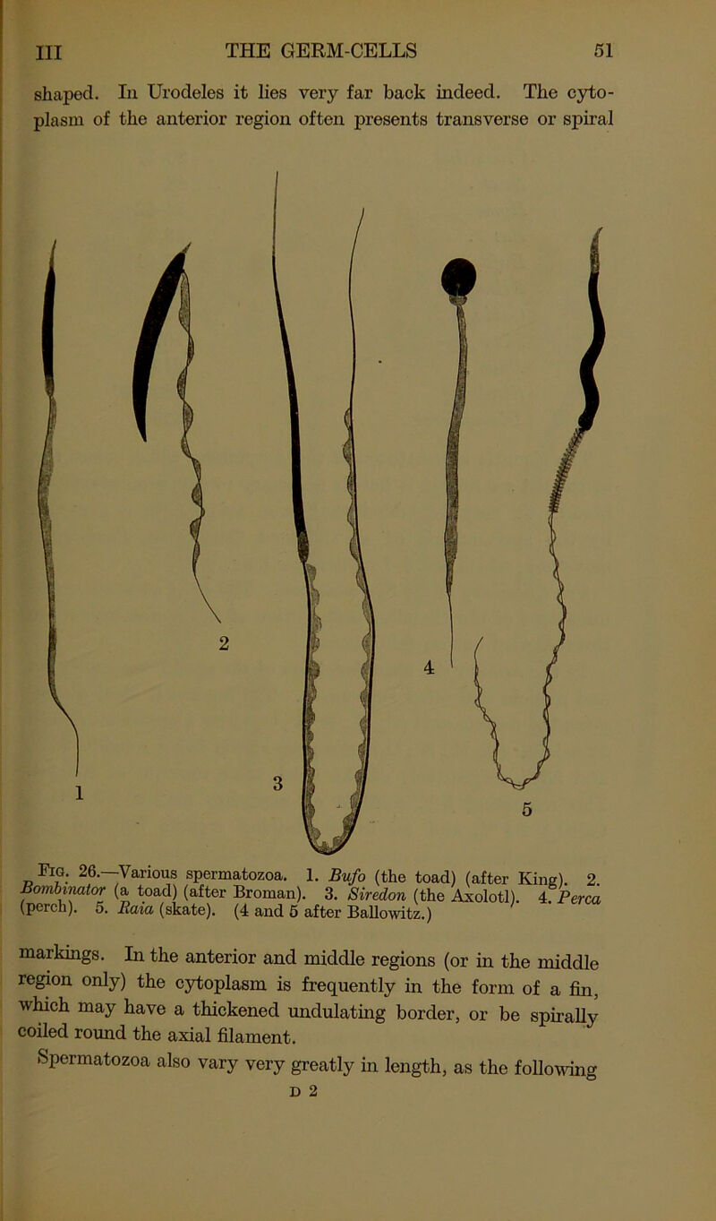 shaped. In Urodeles it lies very far back indeed. The cyto- plasm of the anterior region often presents transverse or spiral Fig. 26.—Various spermatozoa. 1. Bufo (the toad) (after King). 2 Bombmator (a toad) (after Broman). 3. Siredon (the Axolotl). 4 Perea (perch). 5. Raid (skate). (4 and 5 after Ballowitz.) markings. In the anterior and middle regions (or in the middle region only) the cytoplasm is frequently in the form of a fin, which may have a thickened undulating border, or be spirally coiled round the axial filament. Spermatozoa also vary very greatly in length, as the following