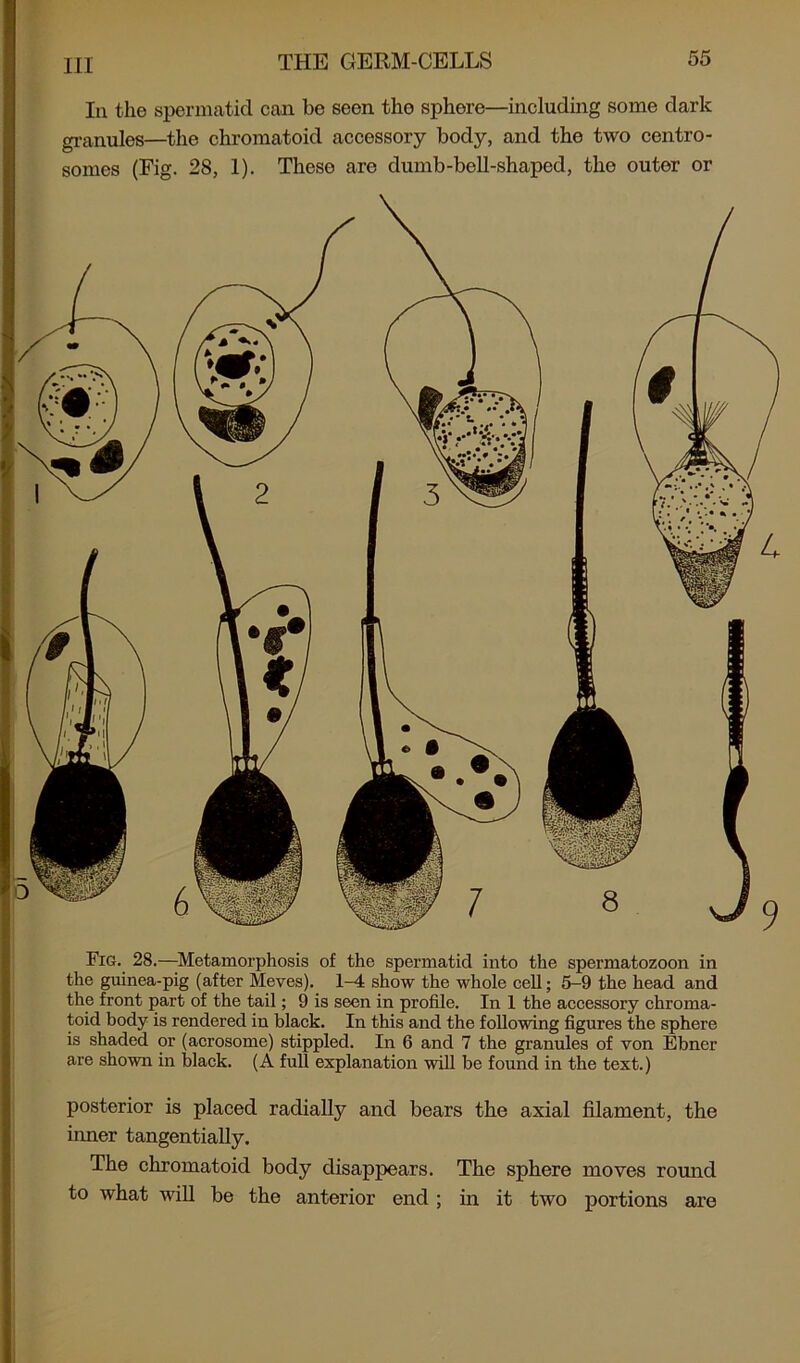 In the spermatid can be seen the sphere—including some dark granules—the chromatoid accessory body, and the two centro- somes (Fig. 28, 1). These are dumb-bell-shaped, the outer or Fig. 28.—Metamorphosis of the spermatid into the spermatozoon in the guinea-pig (after Meves). 1-4 show the whole cell; 5-9 the head and the front part of the tail; 9 is seen in profile. In 1 the accessory chroma- toid body is rendered in black. In this and the following figures the sphere is shaded or (acrosome) stippled. In 6 and 7 the granules of von Ebner are shown in black. (A full explanation will be found in the text.) posterior is placed radially and bears the axial filament, the inner tangentially. The chromatoid body disappears. The sphere moves round to what will be the anterior end; in it two portions are