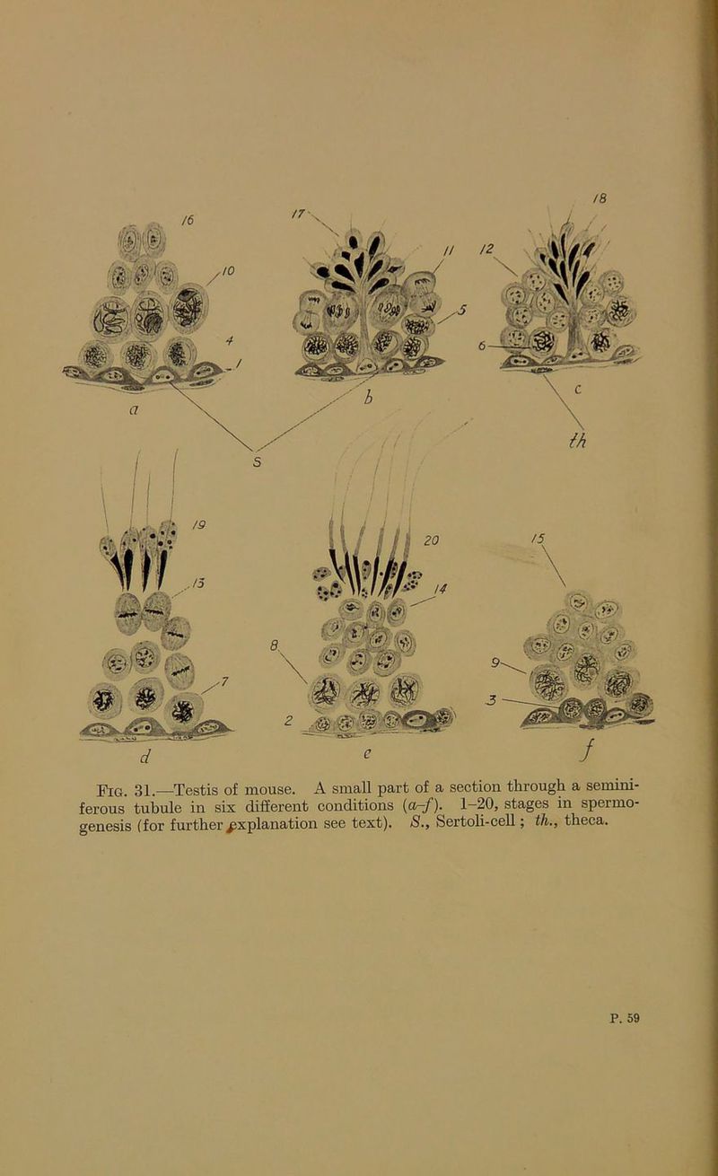 /8 / Fig. 31.—Testis of mouse. A small part of a section through a semini- ferous tubule in six different conditions (a-f). 1-20, stages in sperrno- genesis (for further explanation see text). S., Sertoli-cell; th., theca.