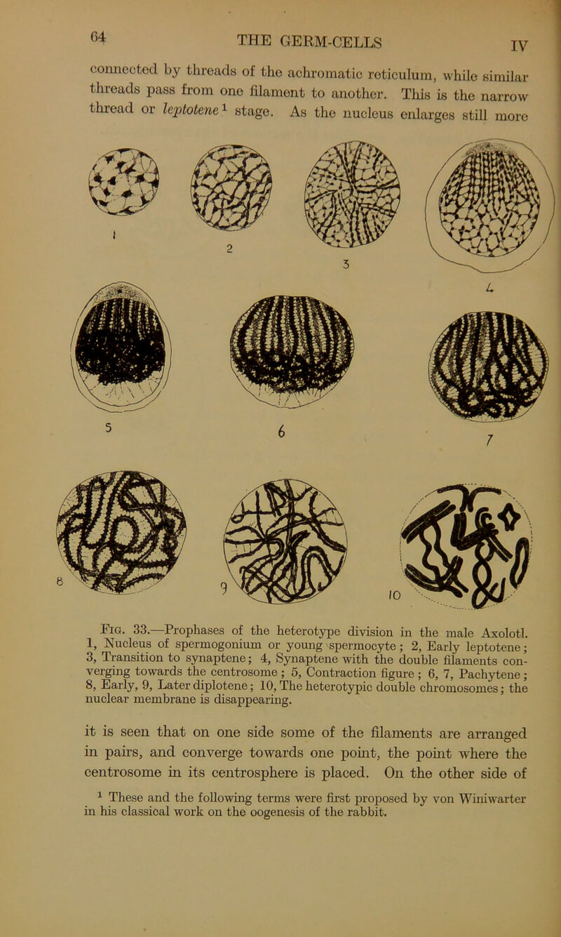 connected by threads of the achromatic reticulum, while similar threads pass from one filament to another. This is the narrow thread or leptotene1 stage. As the nucleus enlarges still more Fig. 33.—Prophases of the heterotype division in the male Axolotl. L Nucleus of spermogonium or young spermocyte; 2, Early leptotene; 3, Transition to synaptene; 4, Synaptene with the double filaments con- verging towards the centrosome ; 5, Contraction figure ; 6, 7, Pachytene ; 8, Early, 9, Later diplotene; 10, The heterotypic double chromosomes; the nuclear membrane is disappearing. it is seen that on one side some of the filaments are arranged in pairs, and converge towards one point, the point where the centrosome in its centrosphere is placed. On the other side of 1 These and the following terms were first proposed by von Winiwarter hi his classical work on the oogenesis of the rabbit.