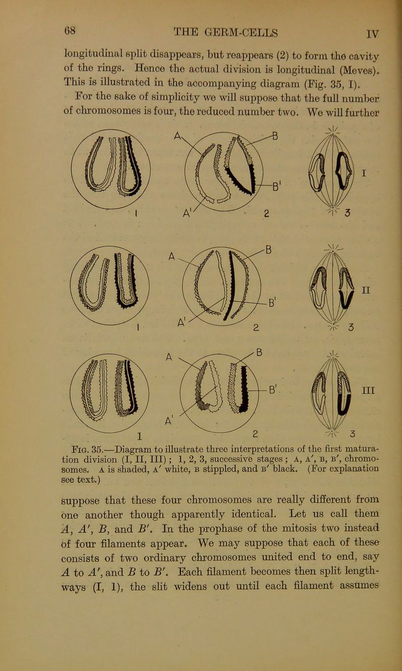 longitudinal split disappears, but reappears (2) to form the cavity of the rings. Hence the actual division is longitudinal (Meves). This is illustrated in the accompanying diagram (Fig. 35, I). For the sake of simplicity we will suppose that the full number of chromosomes is four, the reduced number two. We will further Fig. 35.—Diagram to illustrate three interpretations of the first matura- tion division (I, II, III); 1, 2, 3, successive stages ; A, a', b, b', chromo- somes. A is shaded, a' white, b stippled, and b' black. (For explanation see text.) suppose that these four chromosomes are really different from one another though apparently identical. Let us call them A, A', B, and B’. In the prophase of the mitosis two instead of four filaments appear. We may suppose that each of these consists of two ordinary chromosomes united end to end, say A to A', and B to B'. Each filament becomes then split length- ways (I, 1), the slit widens out until each filament assumes