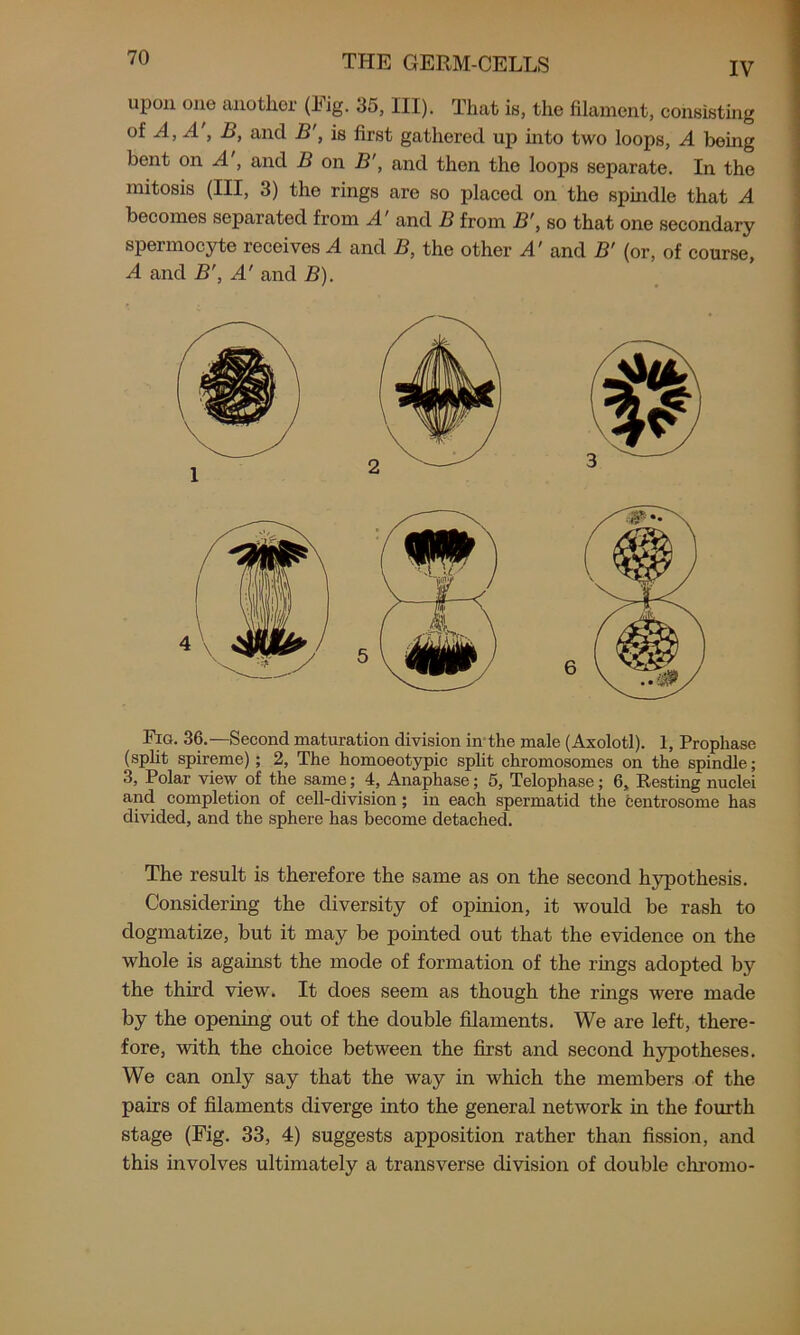 IV upon one another (Eig. 35, III). That is, the filament, consisting of A, A', B, and B', is first gathered up into two loops, A being bent on A', and B on B', and then the loops separate. In the mitosis (III, 3) the rings are so placed on the spindle that A becomes separated from A' and B from B\ so that one secondary spermocyte receives A and B, the other A' and B' (or, of course, A and B', A' and B). Fig. 36.—Second maturation division in the male (Axolotl). 1, Prophase (split spireme); 2, The homoeotypic split chromosomes on the spindle; 3, Polar view of the same; 4, Anaphase; 5, Telophase; 6, Resting nuclei and completion of cell-division; in each spermatid the centrosome has divided, and the sphere has become detached. The result is therefore the same as on the second hypothesis. Considering the diversity of opinion, it would be rash to dogmatize, but it may be pointed out that the evidence on the whole is against the mode of formation of the rings adopted by the third view. It does seem as though the rings were made by the opening out of the double filaments. We are left, there- fore, with the choice between the first and second hypotheses. We can only say that the way in which the members of the pairs of filaments diverge into the general network in the fourth stage (Fig. 33, 4) suggests apposition rather than fission, and this involves ultimately a transverse division of double chromo-