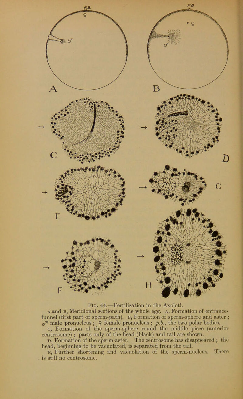 PB Fig. 44.—Fertilization in the Axolotl. a and B, Meridional sections of the whole egg. a, Formation of entrance- funnel (first part of sperm-path). B, Formation of sperm-sphere and aster ; o* male pronucleus ; 5 female pronucleus ; p.b., the two polar bodies. c, Formation of the sperm-sphere round the middle piece (anterior centrosome); parts only of the head (black) and tail are shown. D, Formation of the sperm-aster. The centrosome has disappeared ; the head, beginning to be vacuolated, is separated from the tail. e, Further shortening and vacuolation of the sperm-nucleus. There is still no centrosome.