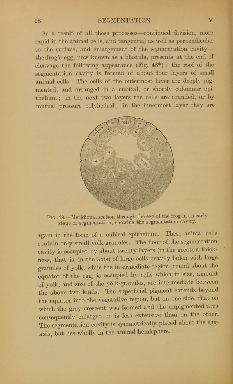 As a result of all these processes—continued division, more rapid in the animal cells, and tangential as well as perpendicular to tho surface, and enlargement of the segmentation cavity— the frog’s egg, now known as a blastula, presents at the end of cleavage the following appearance (Fig. 48*) : the roof of the segmentation cavity is formed of about four layers of small animal cells. The cells of the outermost layer are deeply pig- mented, and arranged in a cubical, or shortly columnar epi- thelium ; in the next two layers the cells are rounded, or by mutual pressure polyhedral; in the innermost layer they are Fig. 48.—Meridional section through the egg of the frog in an early stage of segmentation, showing the segmentation cavity. again in the form of a cubical epithelium. These animal cells contain only small yolk-granules. The floor of the segmentation cavity is occupied by about twenty layers (in the greatest thick- ness, that is, in the axis) of large cells heavily laden with large granules of yolk, while the intermediate region, round about the equator of the egg, is occupied by cells Avhich in size, amount of yolk, and size of the yolk-granules, are intermediate between the above two kinds. The superficial pigment extends beyond the equator into the vegetative region, but on one side, that on which the grey crescent was formed and the unpigmented area consequently enlarged, it is less extensive than on the other. The segmentation cavity is symmetrically placed about the egg- axis, but lies wholly in the animal hemisphere.
