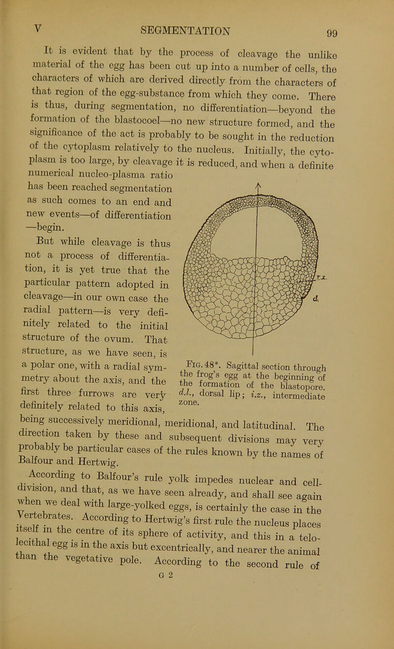 99 It is evident that by the process of cleavage the unlike material of the egg has been cut up into a number of cells, the characters of which are derived directly from the characters of that region of the egg-substance from which they come. There is thus, during segmentation, no differentiation—beyond the formation of the blastocoel—no new structure formed, and the significance of the act is probably to be sought in the reduction of the cytoplasm relatively to the nucleus. Initially, the cyto- plasm is too large, by cleavage it is reduced, and when a definite numerical nucleo-plasma ratio has been reached segmentation as such comes to an end and new events—of differentiation —begin. But while cleavage is thus not a process of differentia- tion, it is yet true that the particular pattern adopted in cleavage—in our own case the radial pattern—is very defi- nitely related to the initial structure of the ovum. That structure, as we have seen, is a polar one, with a radial sym- metry about the axis, and the first three furrows are very definitely related to this axis, A Fig. 48*. Sagittal section through the frog’s egg at the beginning of the formation of the blastopore. d.l., dorsal lip; i.z., intermediate zone. being successively meridional, meridional, and latitudinal. The direction taken by these and subsequent divisions may very probably be particular cases of the rules known by the names of Balfour and Hertwig. According to Balfour’s rule yolk impedes nuclear and cel 1- ryision, and that, as we have seen already, and shall see again V r\We,deal Wlth large~yolked e^s> is certainly the case in the Vertebrates. According to Hertwig’s first rule the nucleus places i se in the centre of its sphere of activity, and this in a telo- ecithal egg is m the axis but excentrically, and nearer the animal than the vegetative pole. According to the second rule of